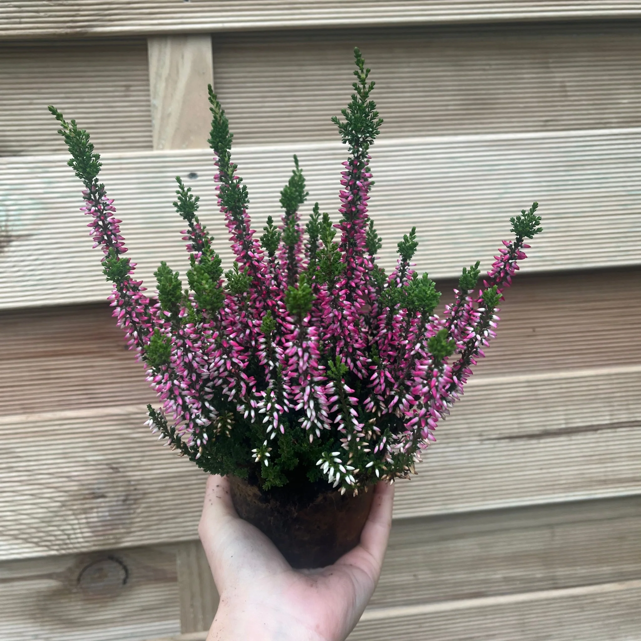 6 x Heather | Calluna vulgaris (Mixed Colours) - Image 3