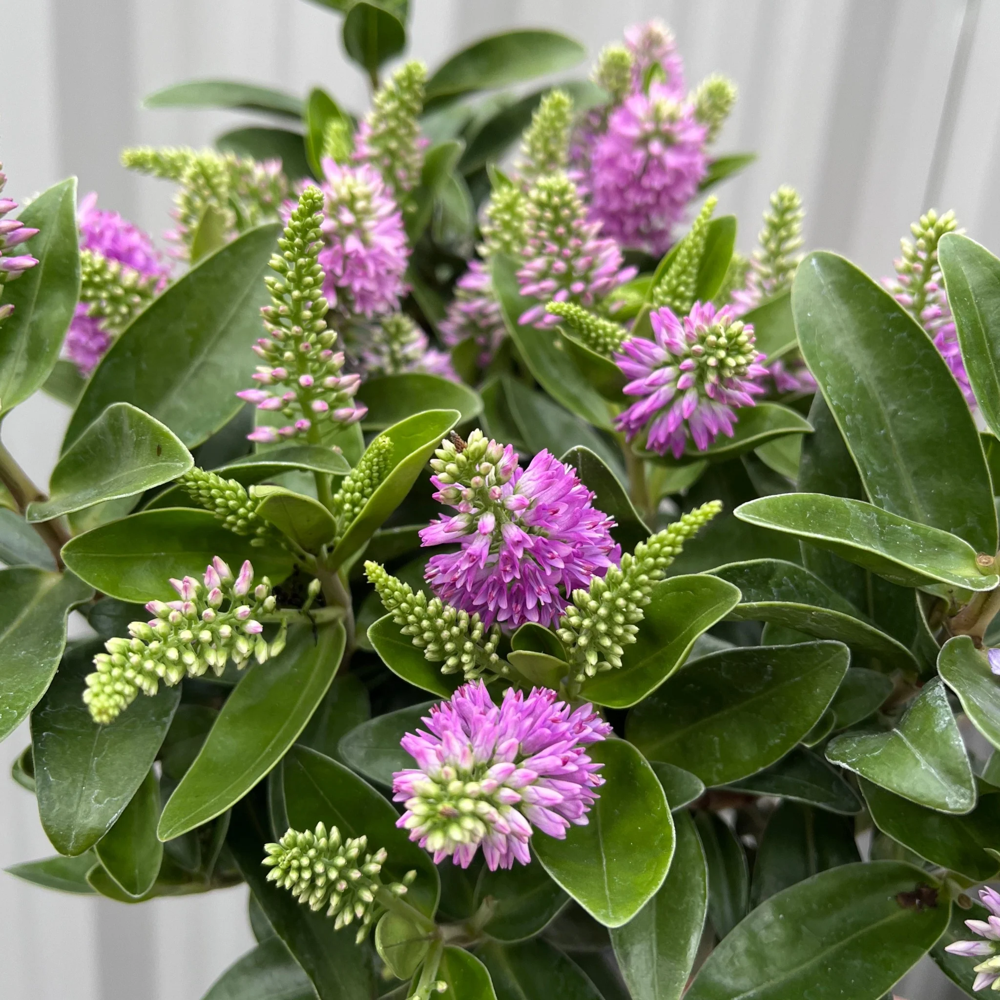 Hebe addenda 'Donna Emma' (Pink/Purple)