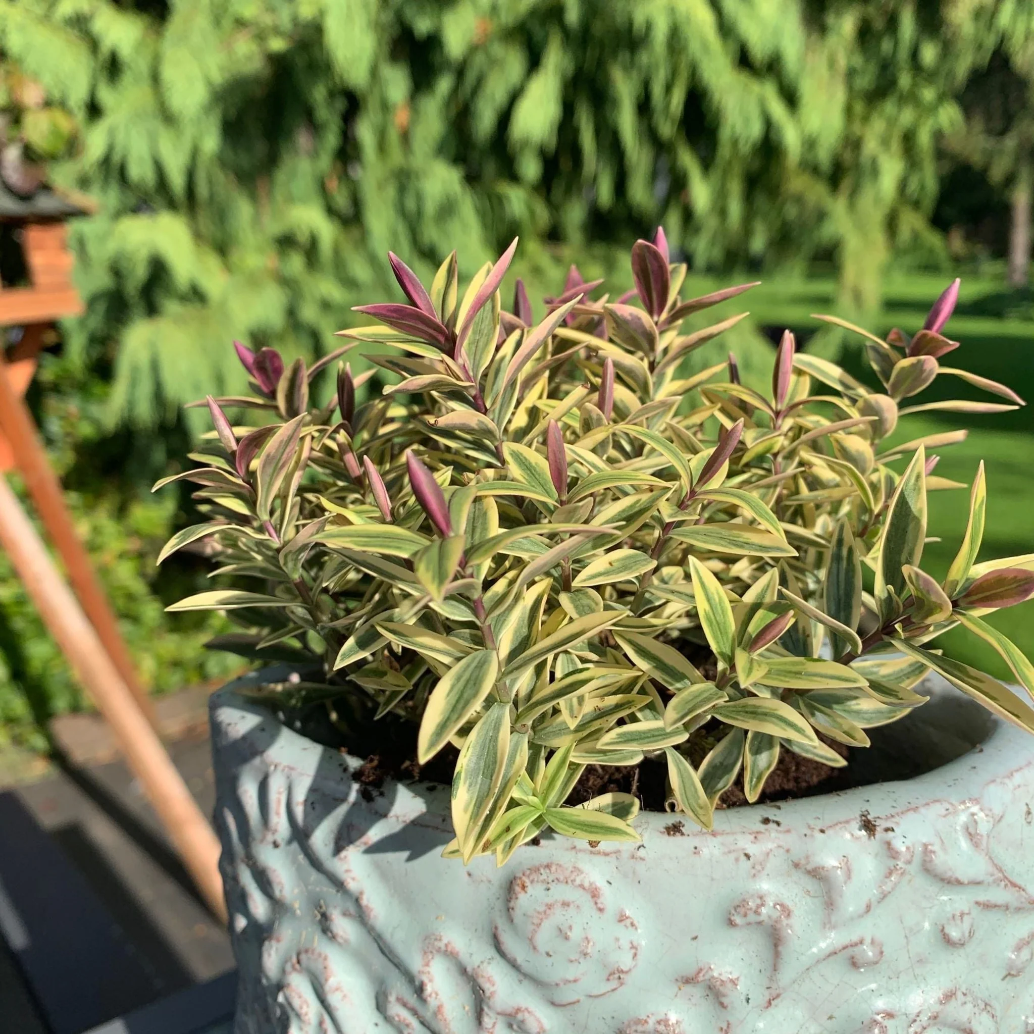 Hebe 'Medieval Pink Princess' 2L - Image 2