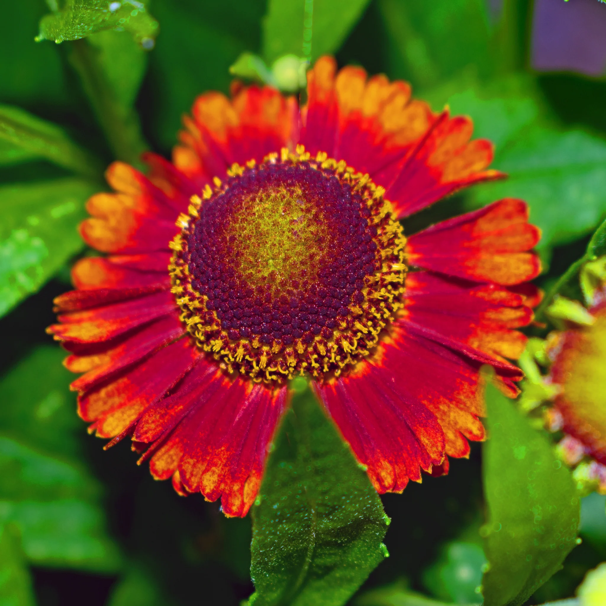 Helenium - Red Shades 1L - Image 2