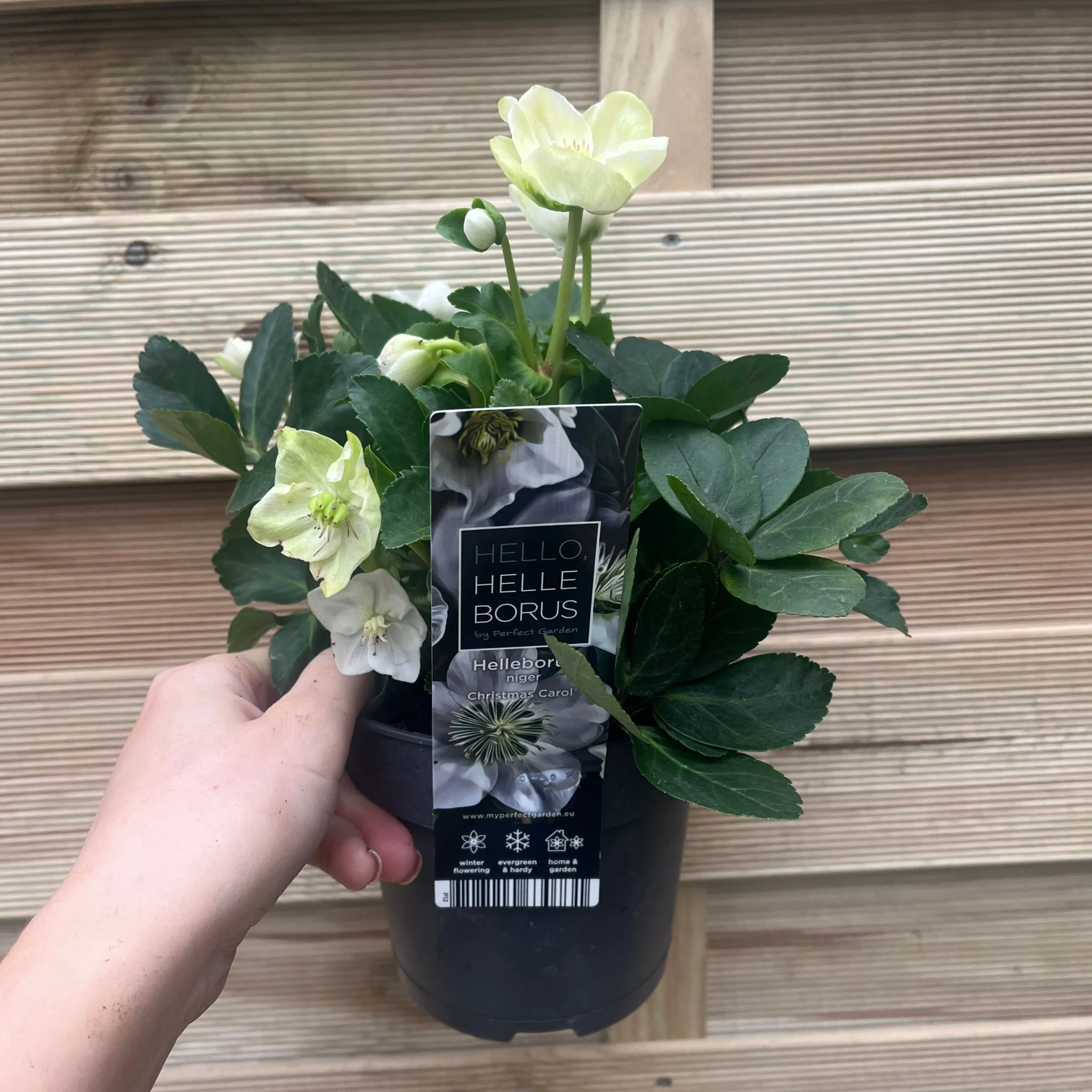Helleborus nyger 'Christmas Carol' | Christmas Rose | Hellebore | 9cm-2L Available - Image 5
