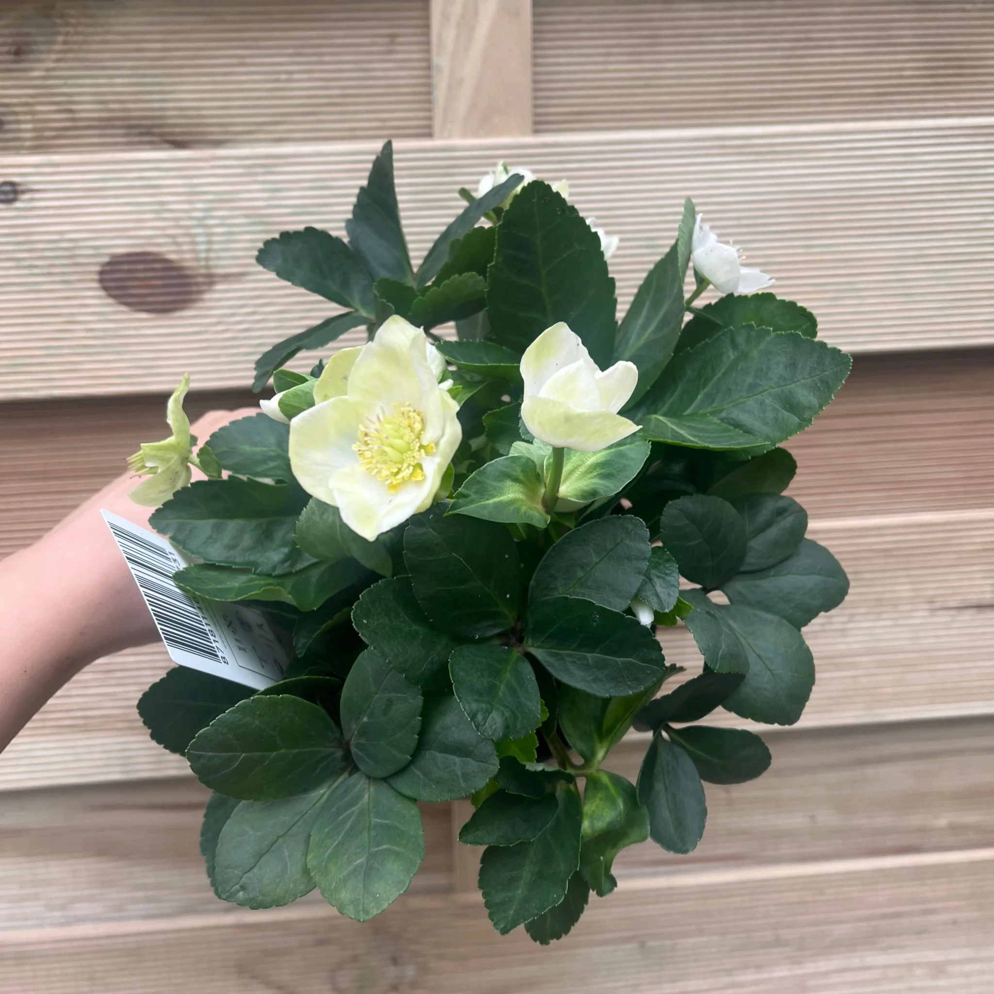 Helleborus nyger 'Christmas Carol' | Christmas Rose | Hellebore | 9cm-2L Available - Image 6