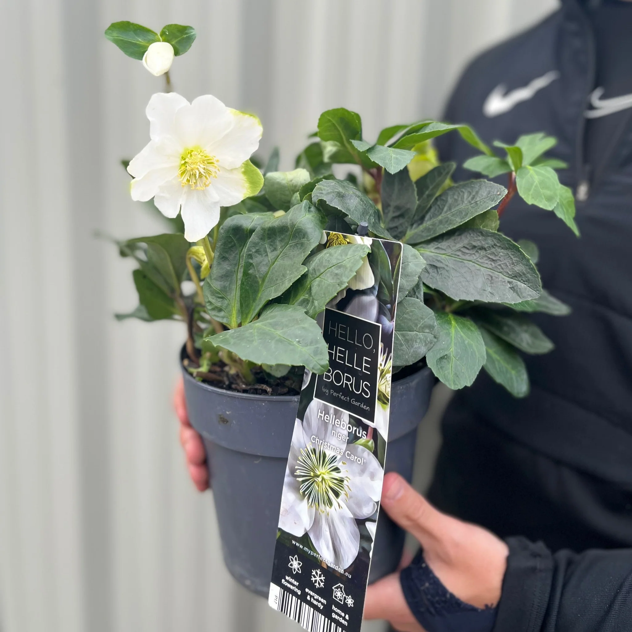 Helleborus nyger 'Christmas Carol' | Christmas Rose | Hellebore | 9cm-2L Available - Image 7