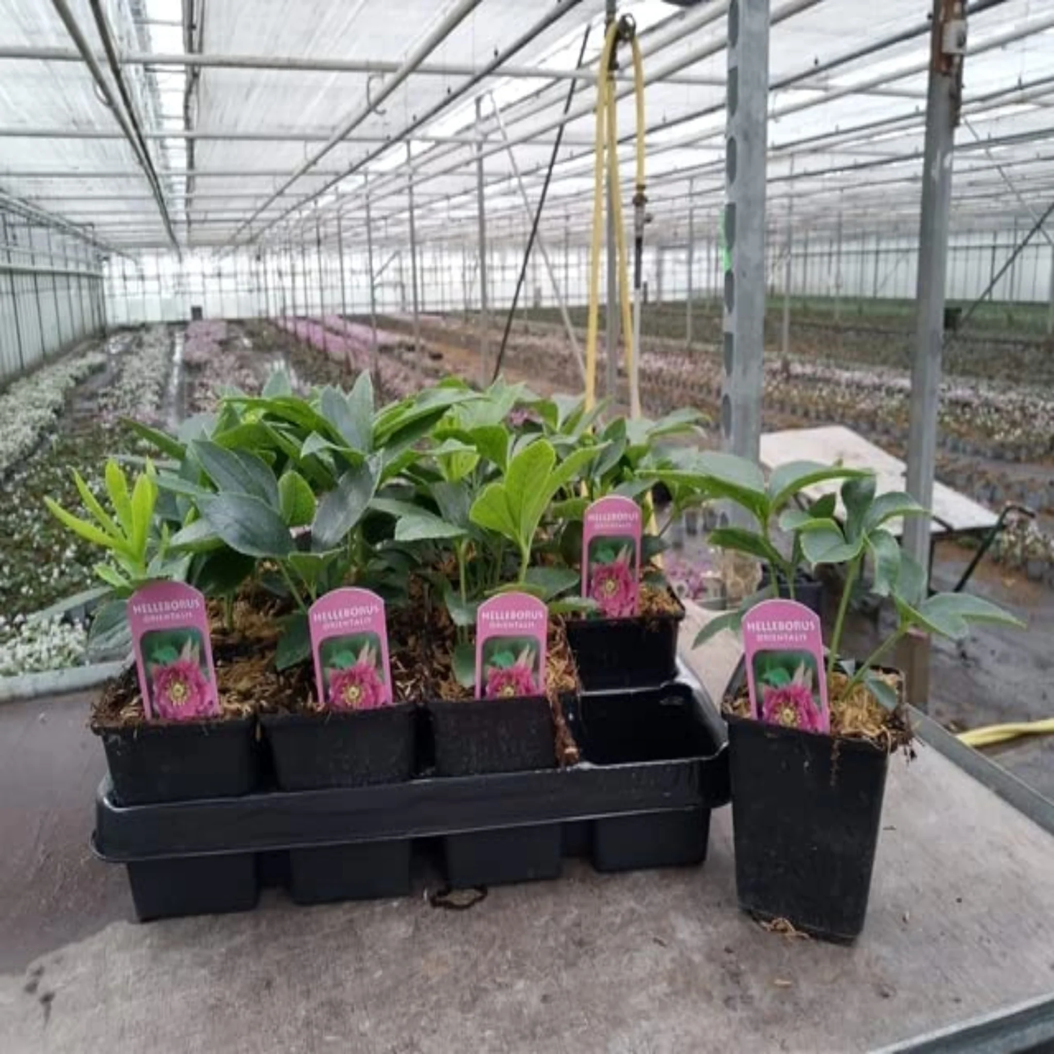 Helleborus orientalis - Purple  (9cm) - Image 2
