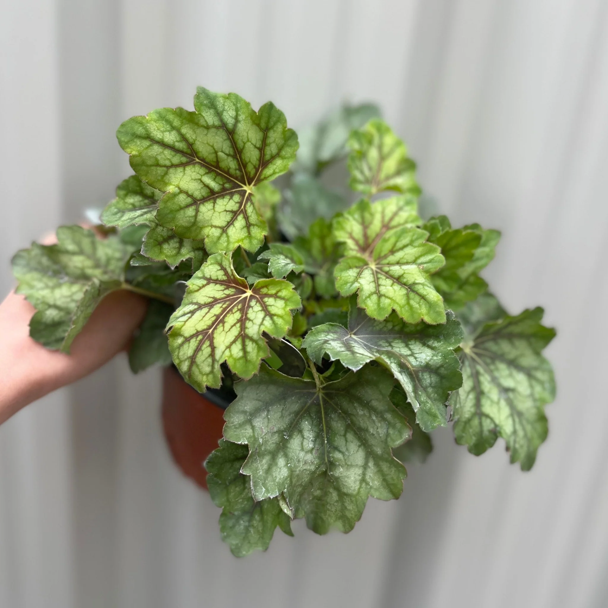 Heuchera 'American Marble' 9cm - Image 3