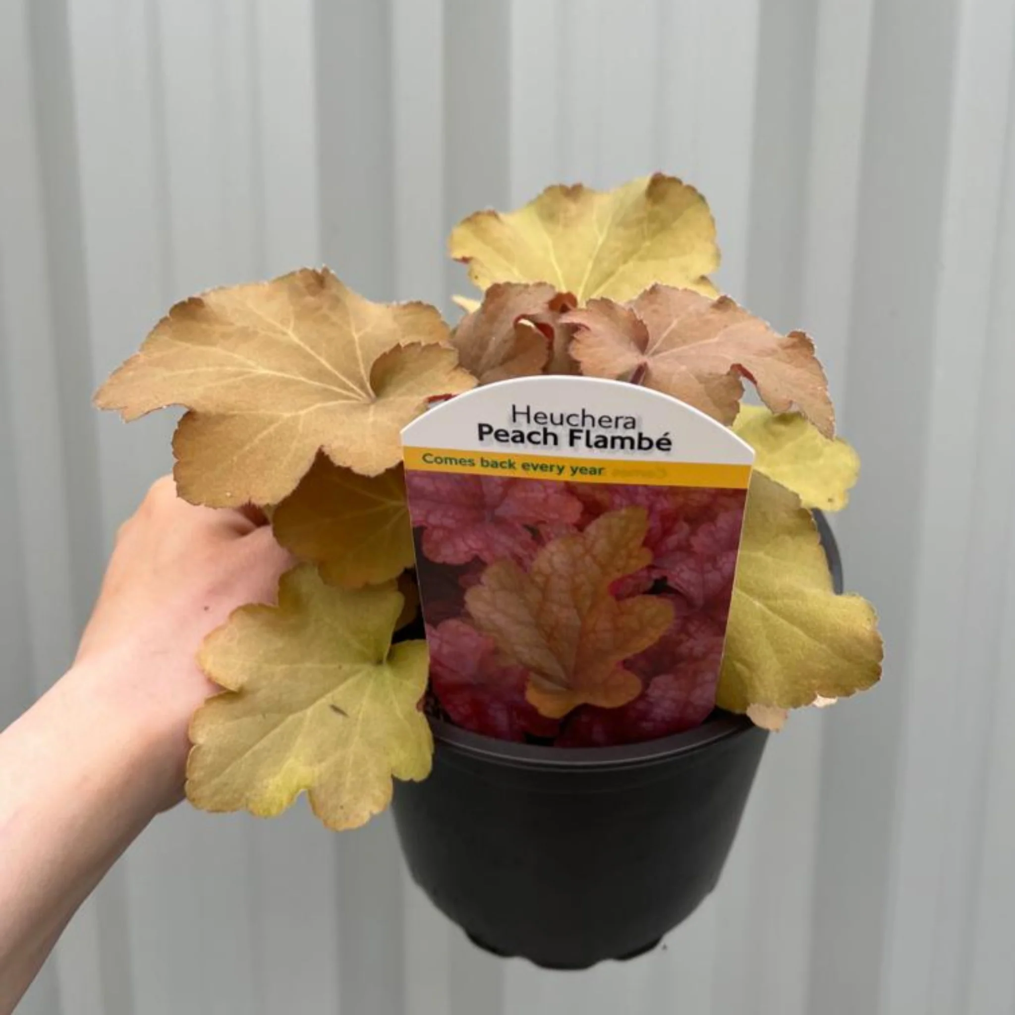 Heuchera 'Peach Flambe' 2L - Image 2