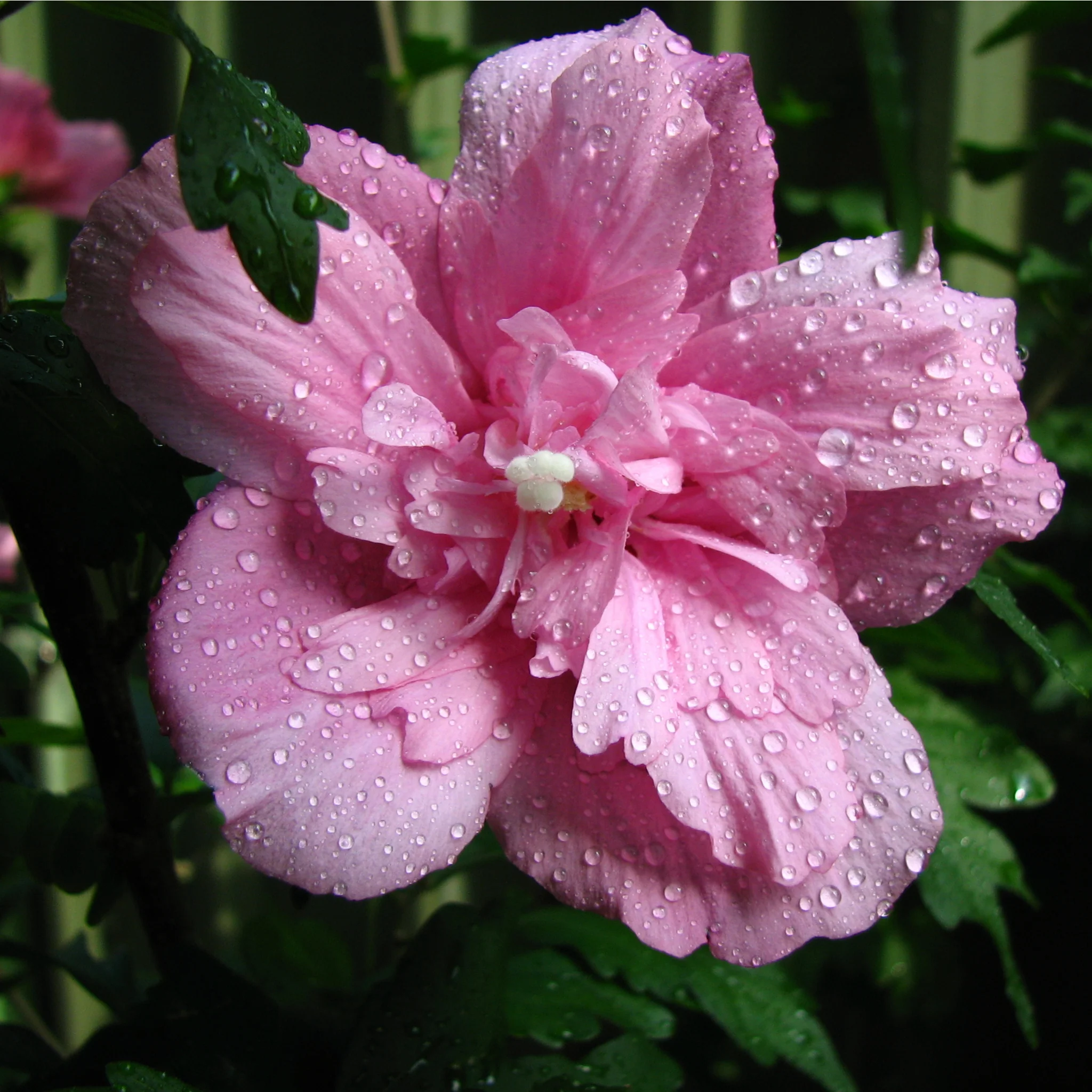 Hibiscus Syriacus 'Ardens' - Pink - Image 3
