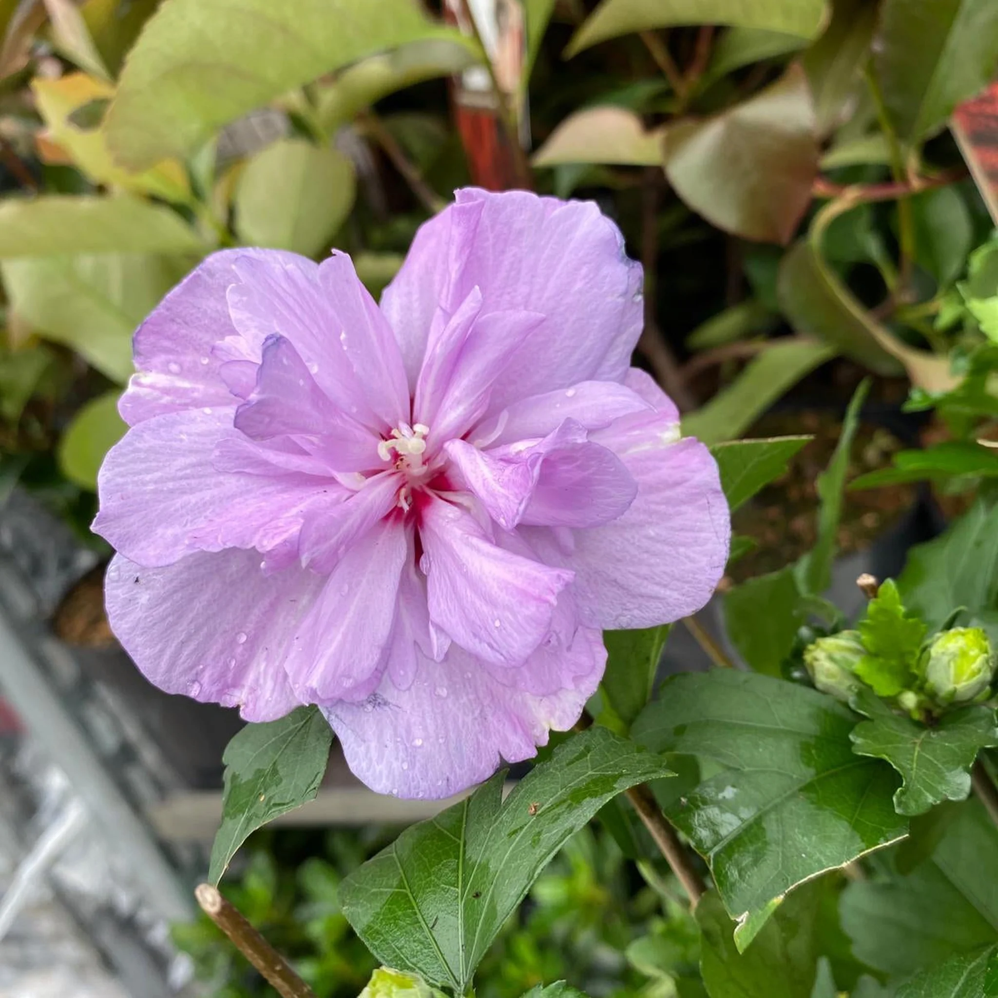 Hibiscus Syriacus 'Ardens' - Pink - Image 4