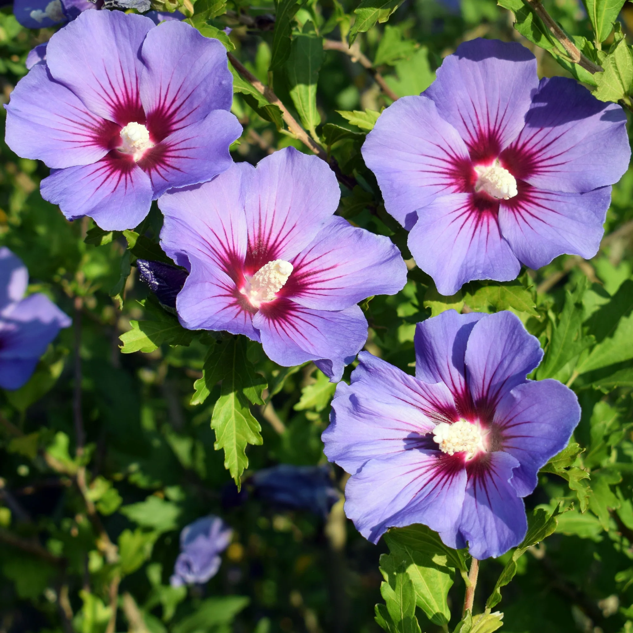 Hibiscus syriacus 'Oiseau bleu' 2L - Image 3