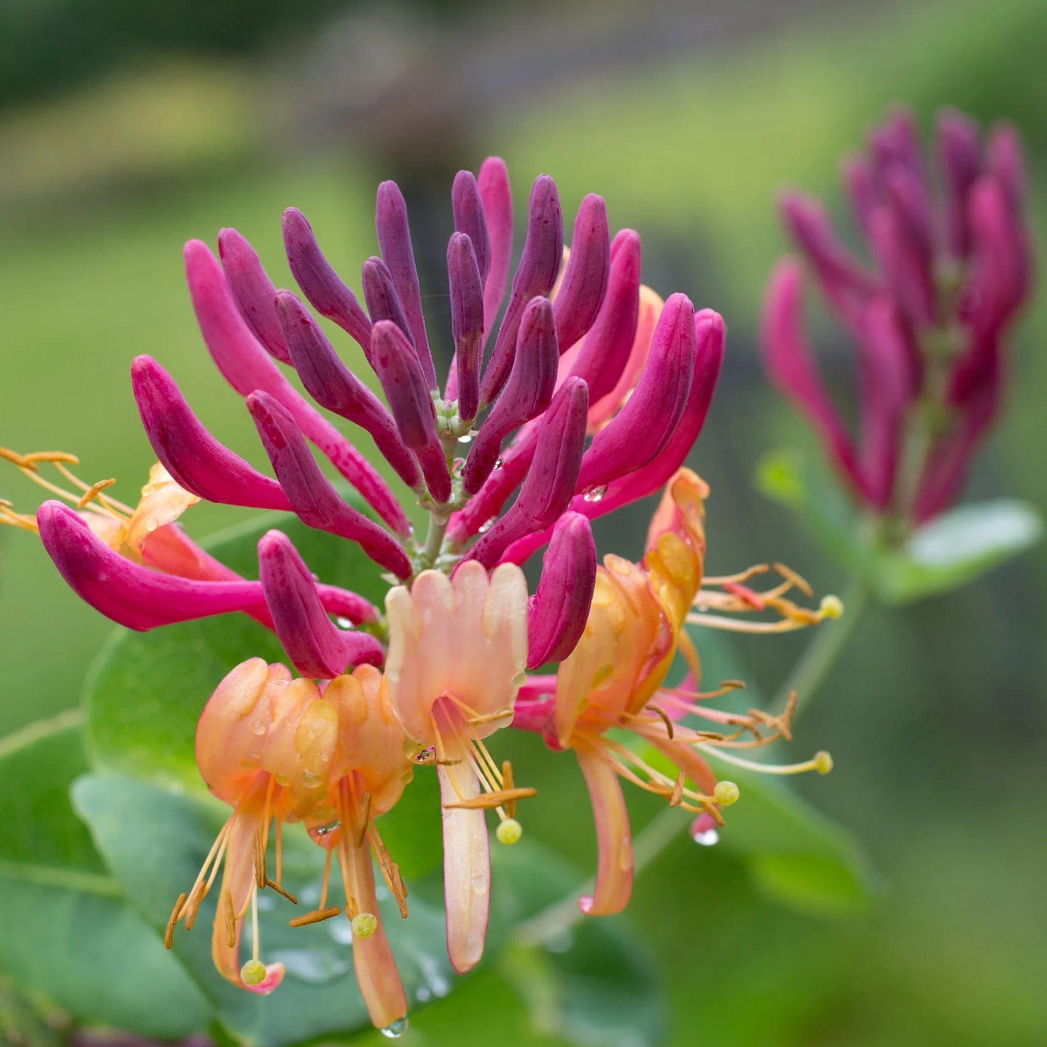 Honeysuckle 'American Beauty' Lonicera japonica 70cm - Image 2