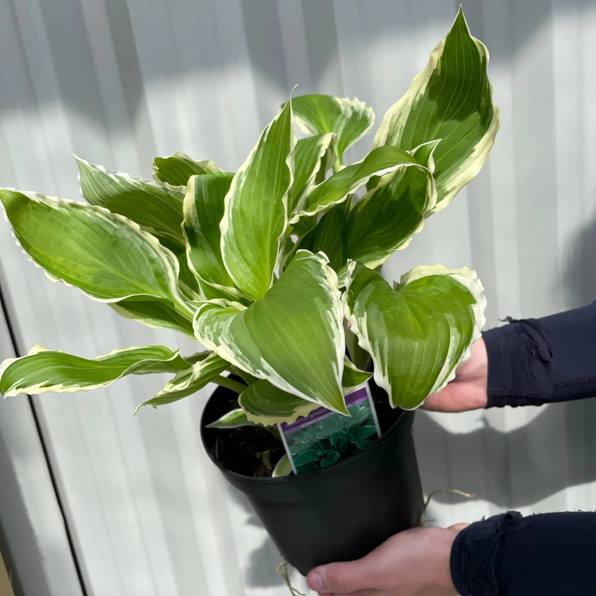 Hosta 'Albomarginata' 2L (30-50cm) - Image 3