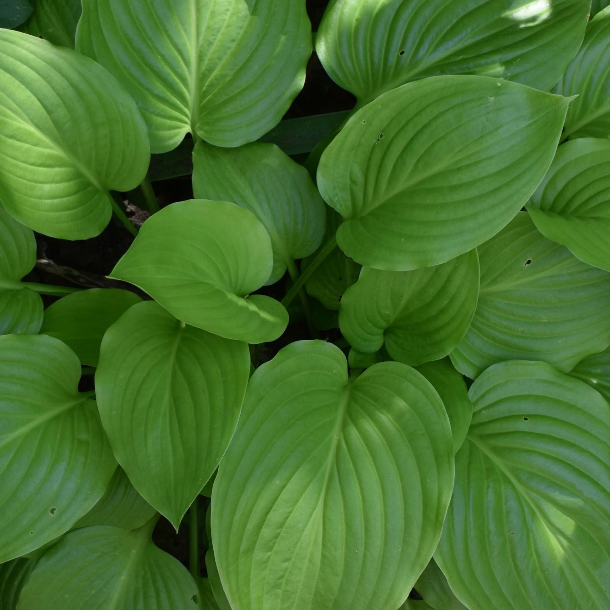 Hosta  'August Moon' 9cm / 2L