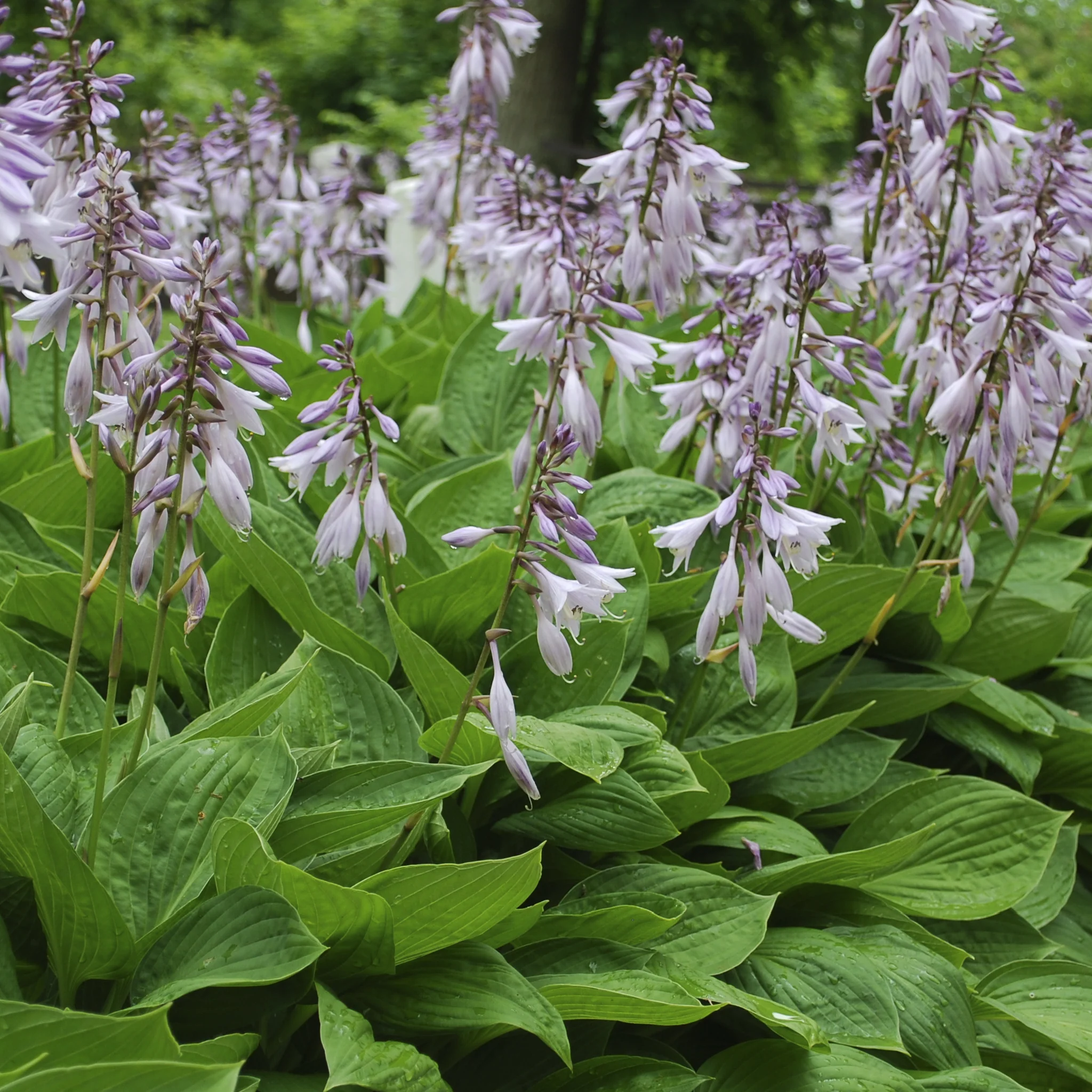 Hosta sieboldiana var. elegans 'Plantain Lily' 1.5L - Image 2