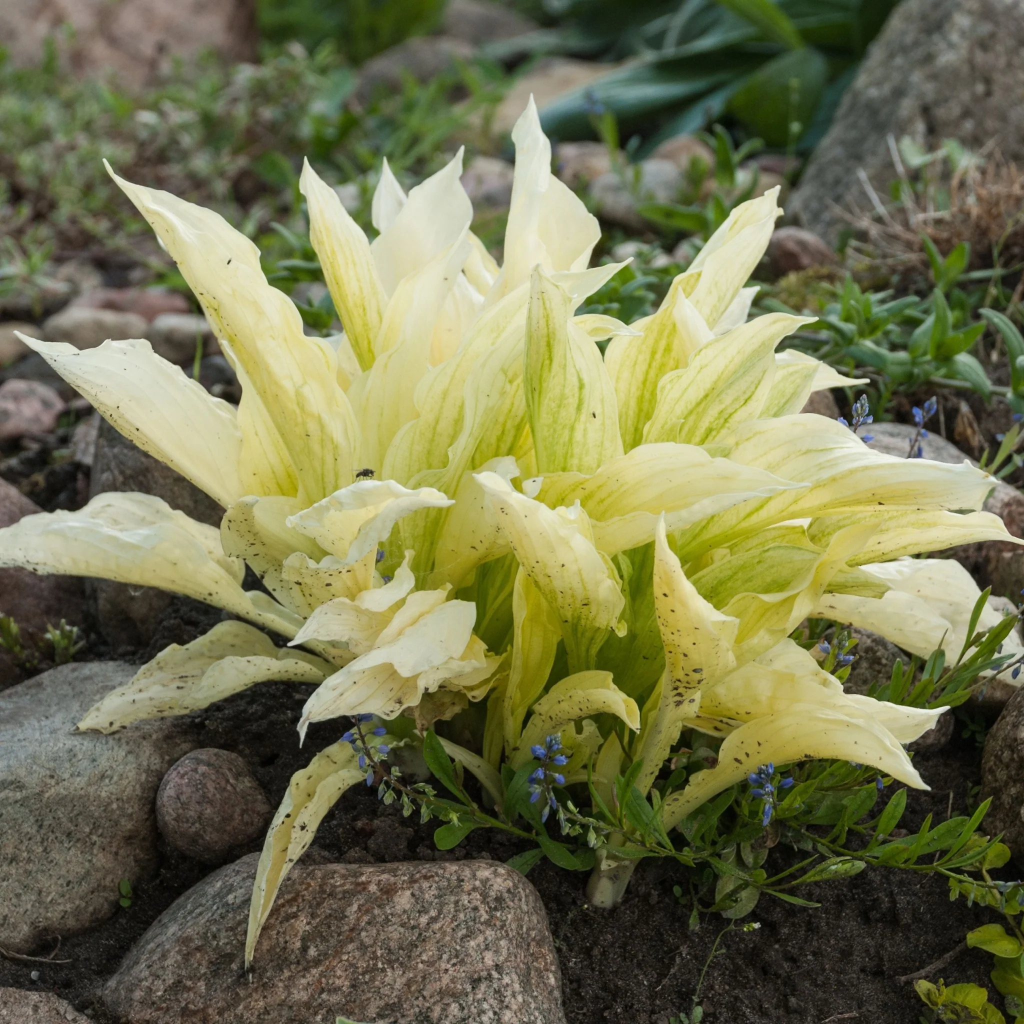Hosta 'White Feather 2L - Image 4