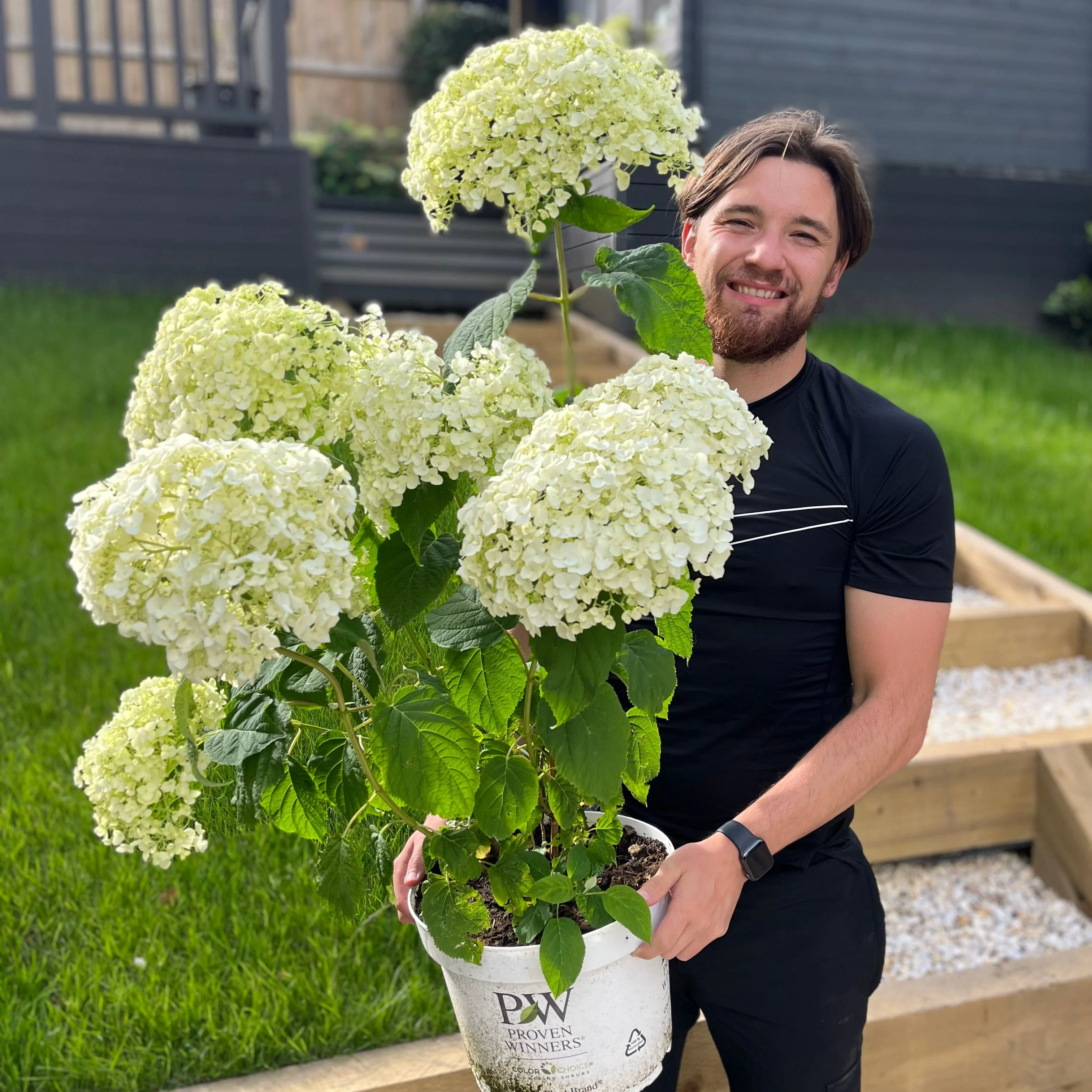 Hydrangea arborescens 'Incrediball' / 'Strong Annabelle' 3L / 5L / 7.5L / 10L / 20L - Image 7