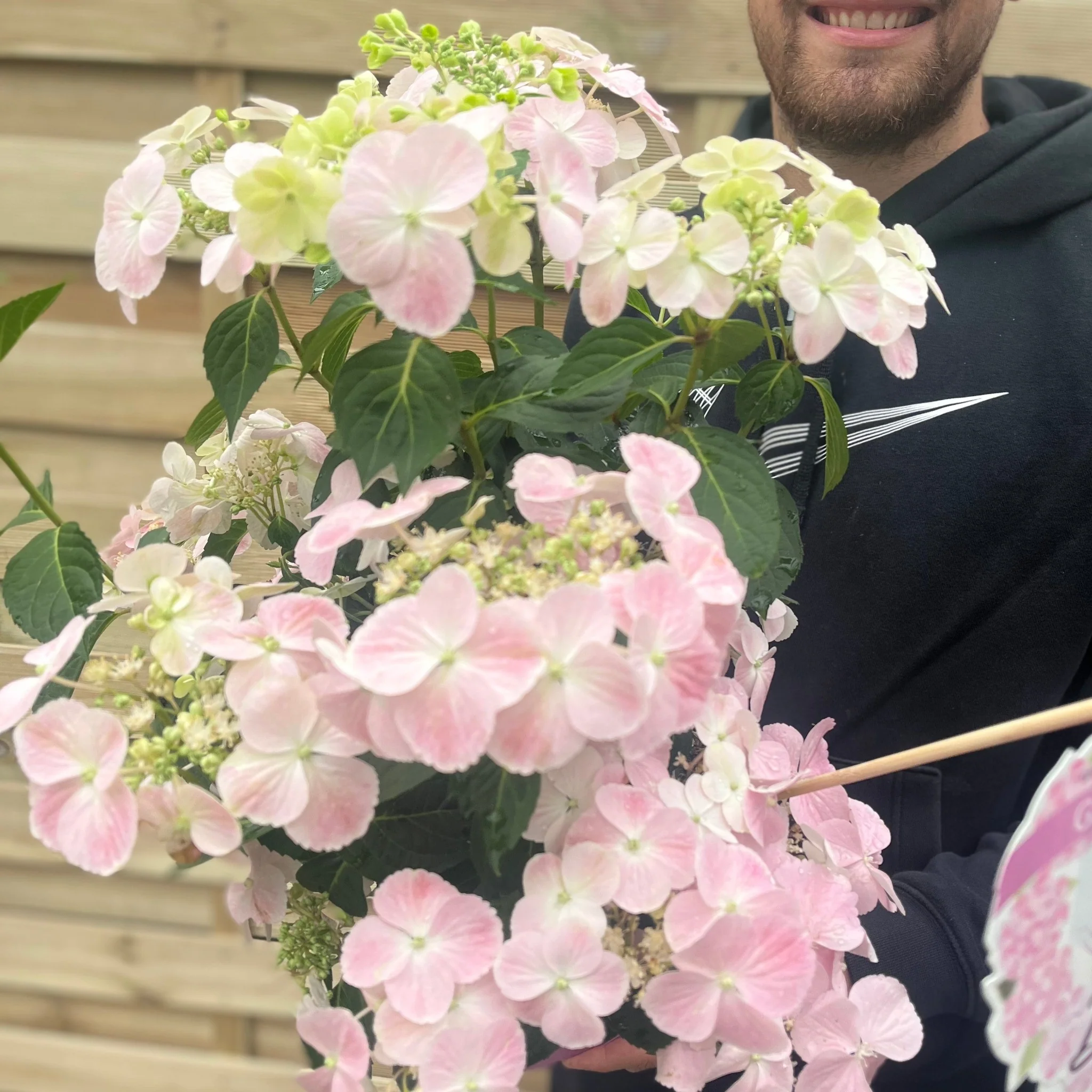 Hydrangea 'French Bolero' Pink 3L - Image 2