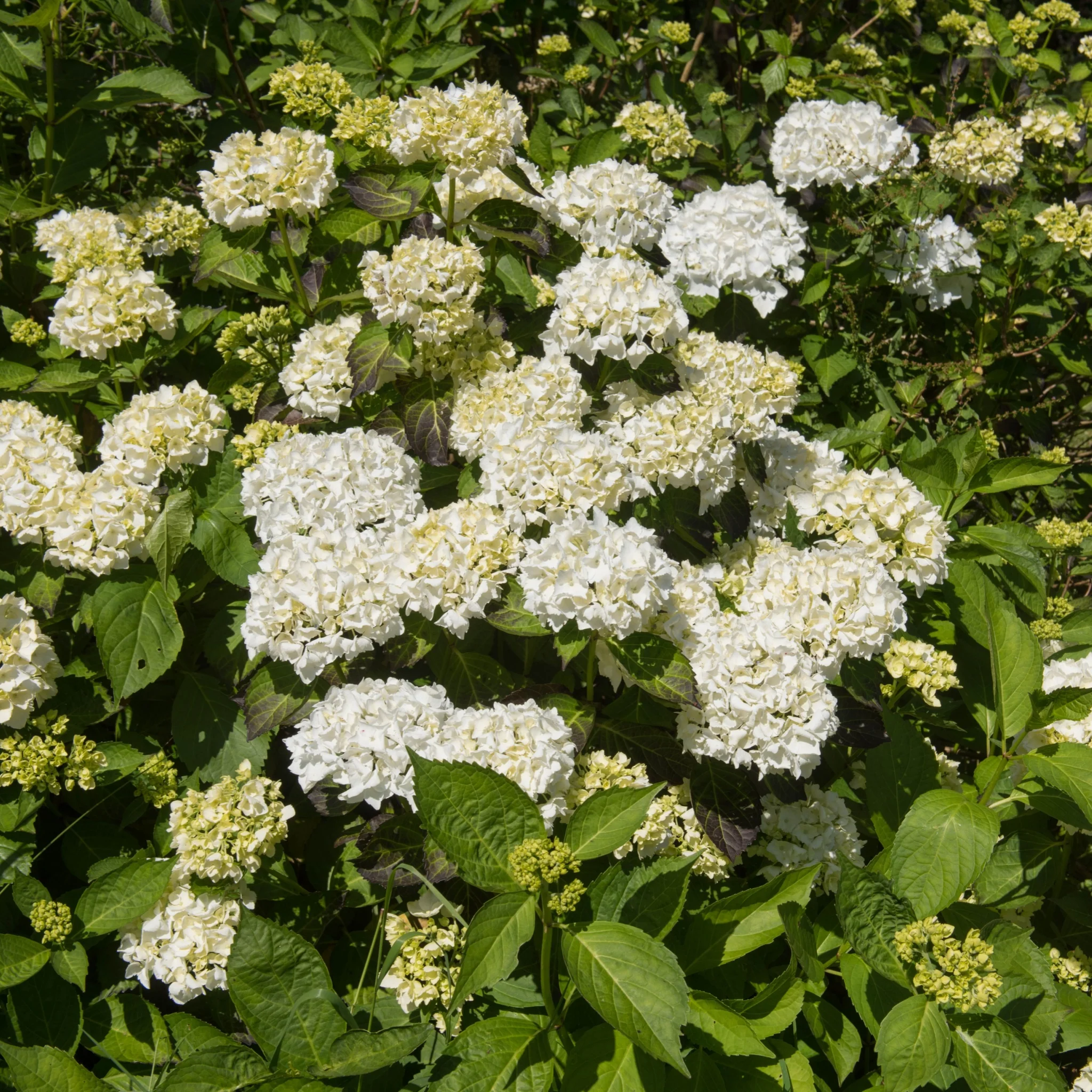 Hydrangea macrophylla 'Madame Emile Mouillere' 9cm - Image 2