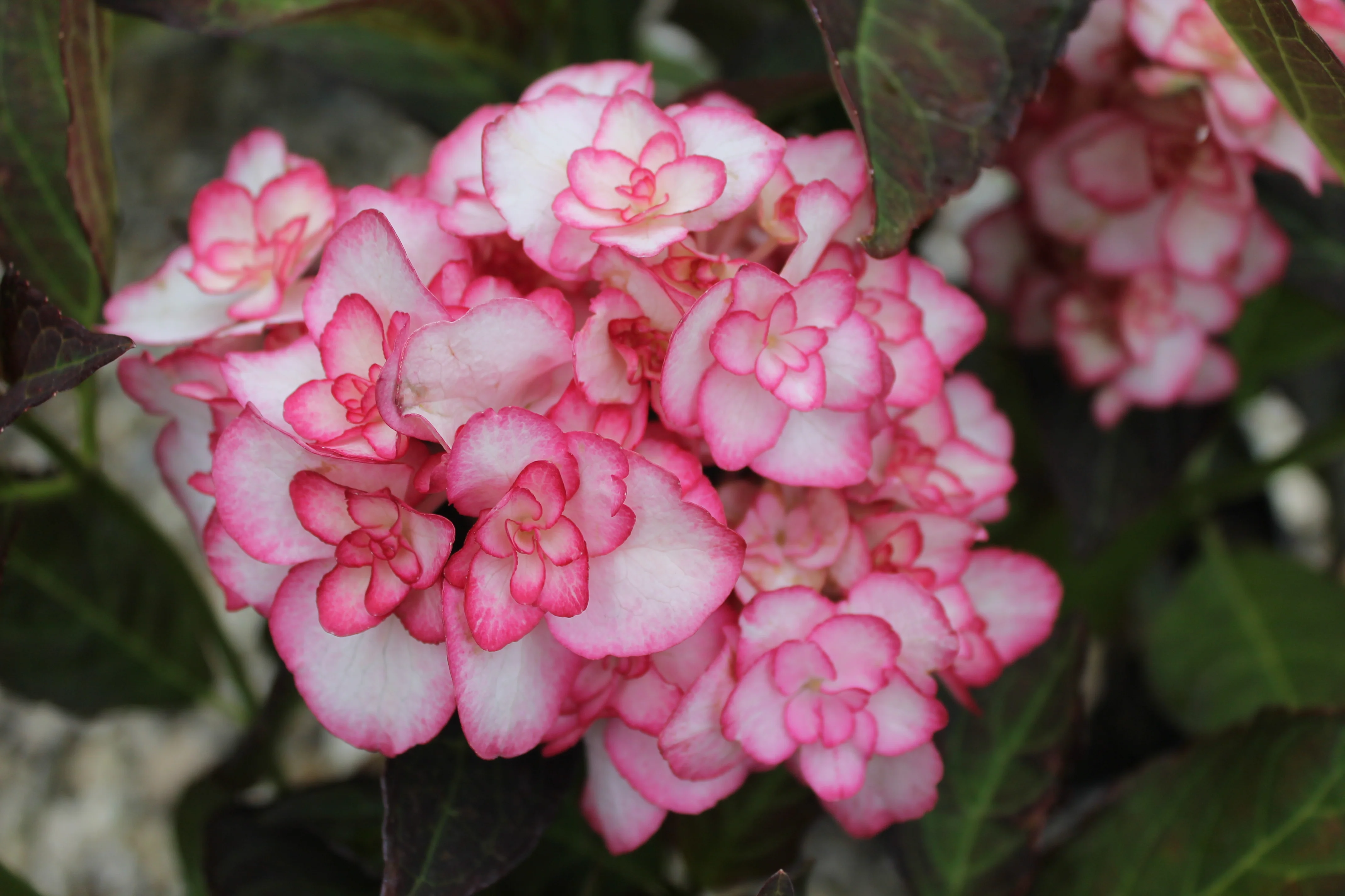 Hydrangea macrophylla 'Miss Saori' 9cm - Image 5