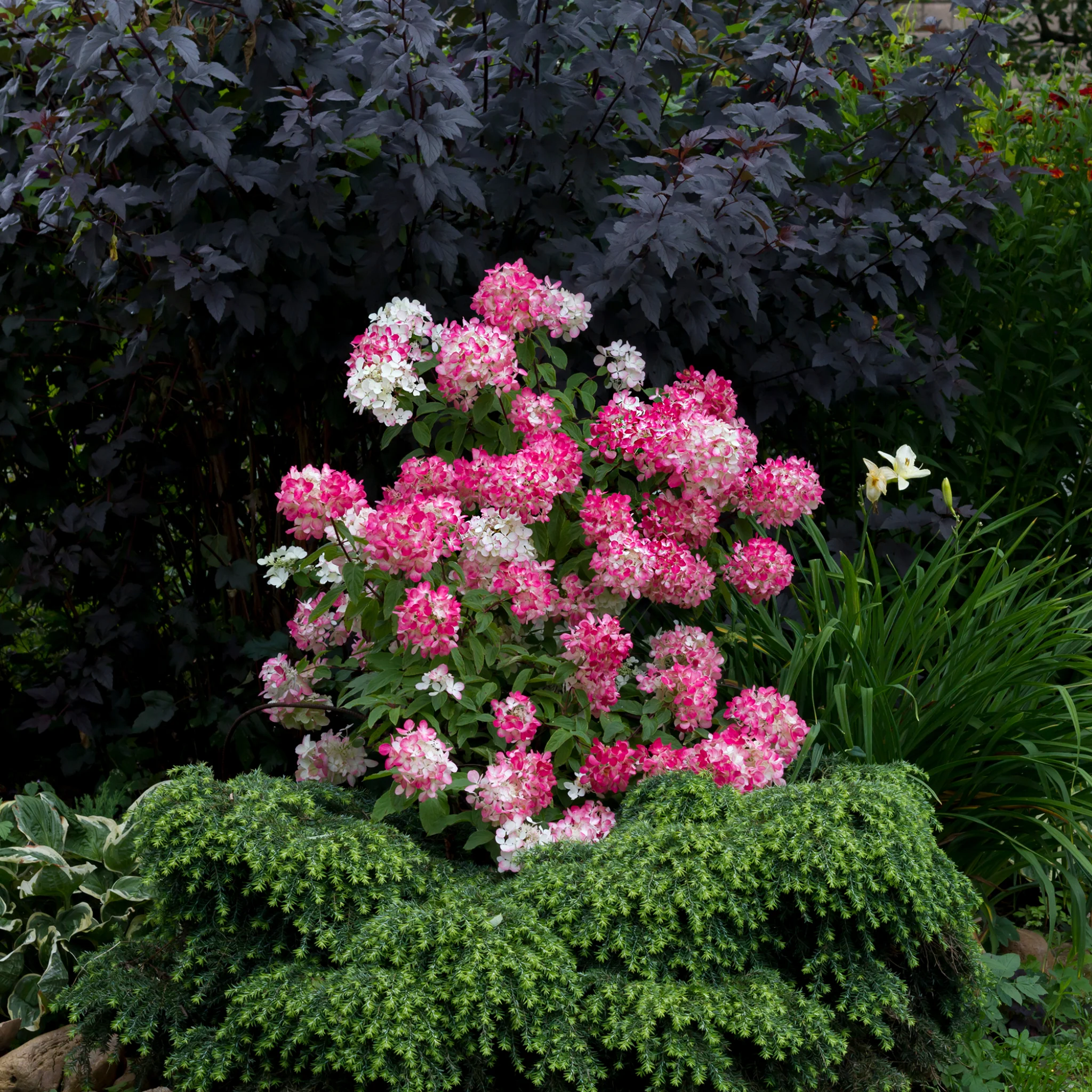 Hydrangea paniculata Diamant Rouge 'Rendia' 5L - Image 3