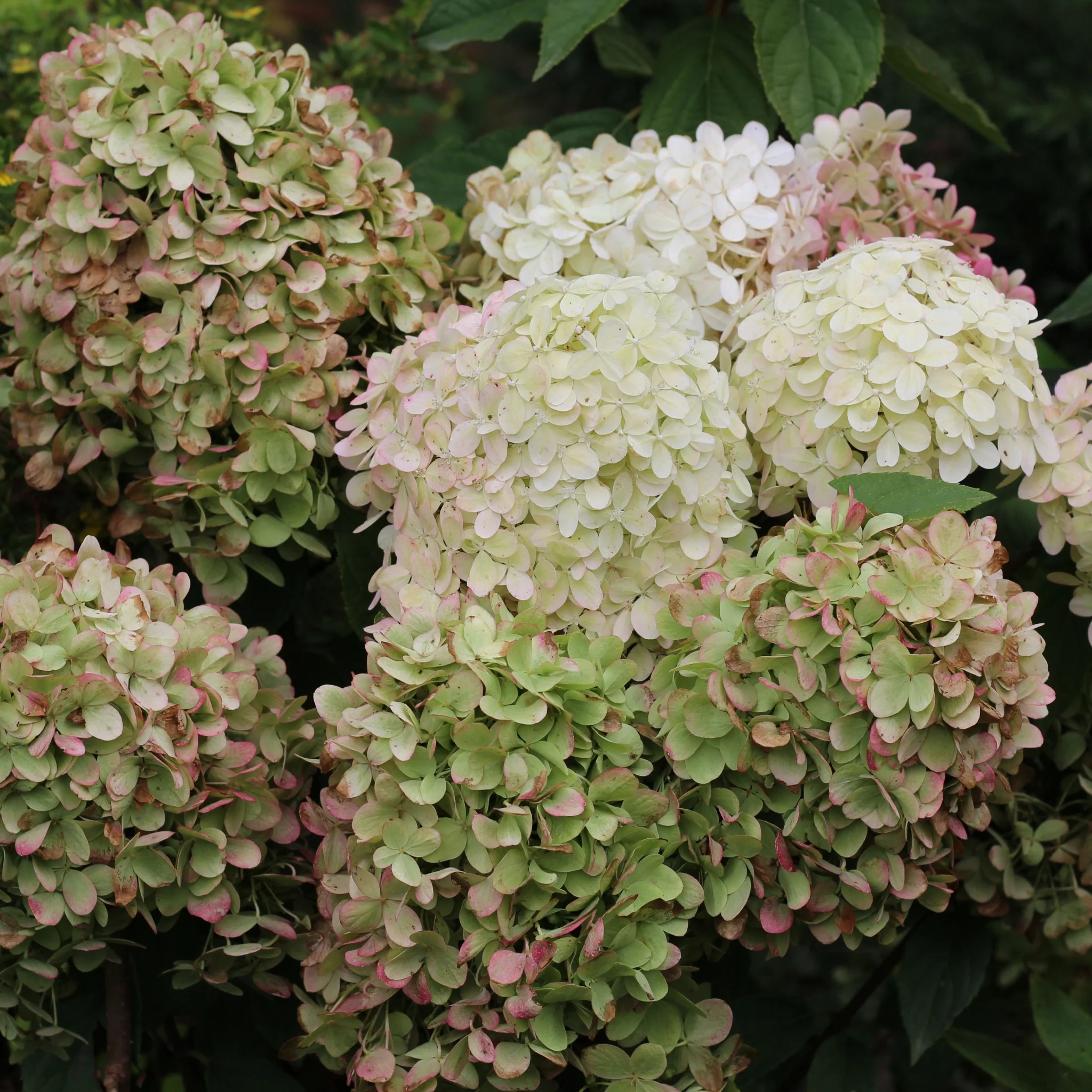 Hydrangea paniculata 'Diamantino' 10L - Image 2