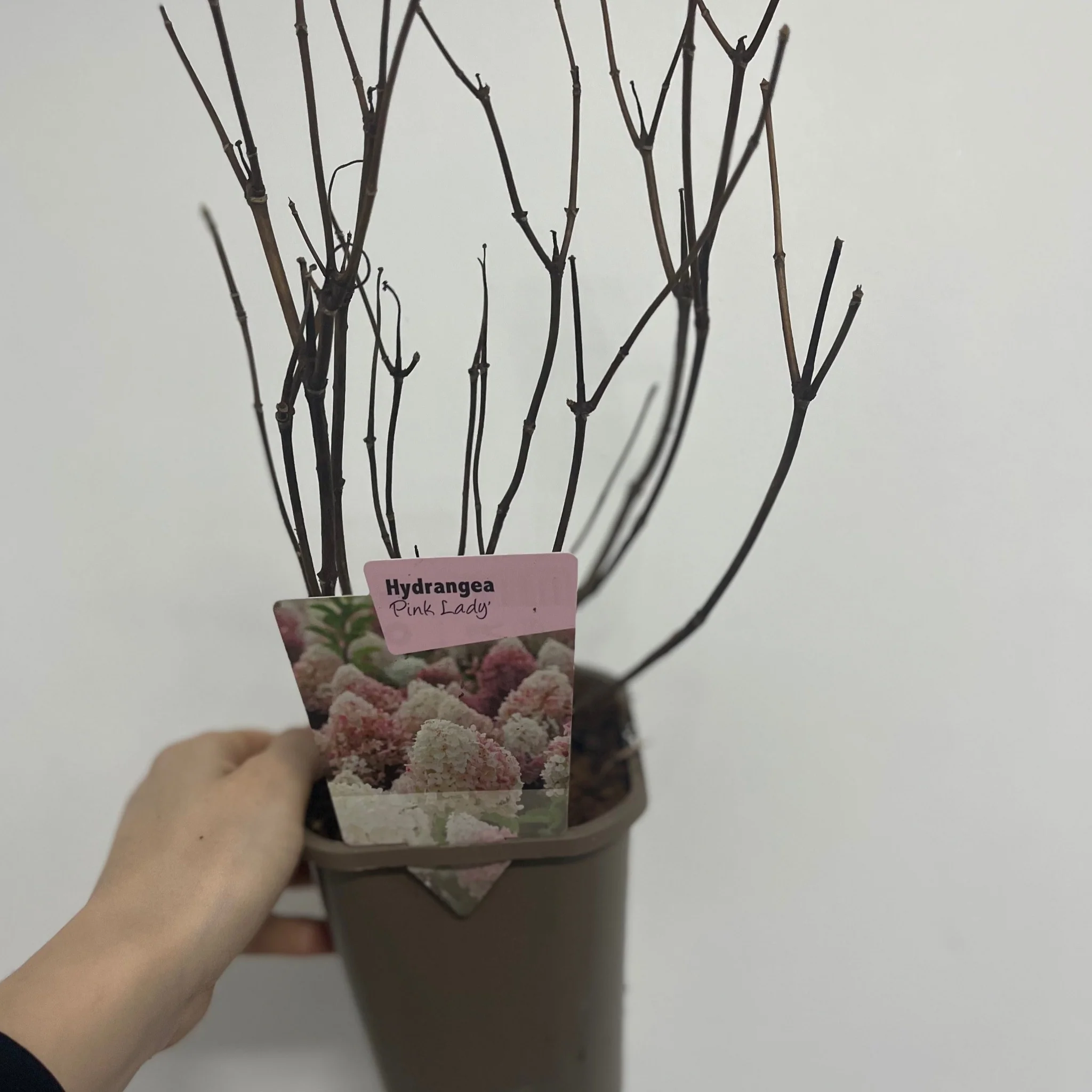 Hydrangea paniculata 'Pink Lady' 1L / 1.5L - Image 2