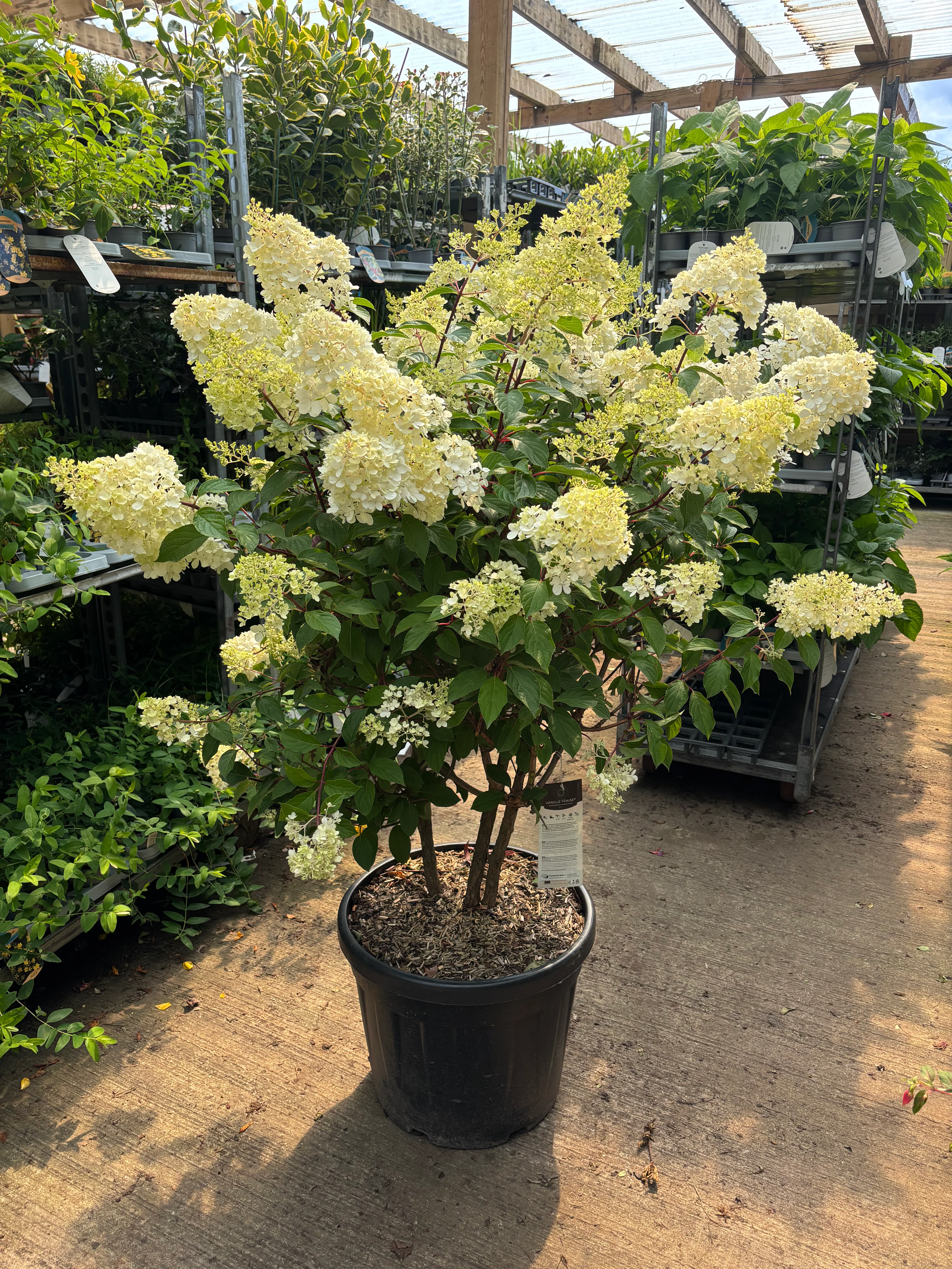 Hydrangea paniculata 'Vanille Fraise' 9cm / 1.5L / 3L - Image 6