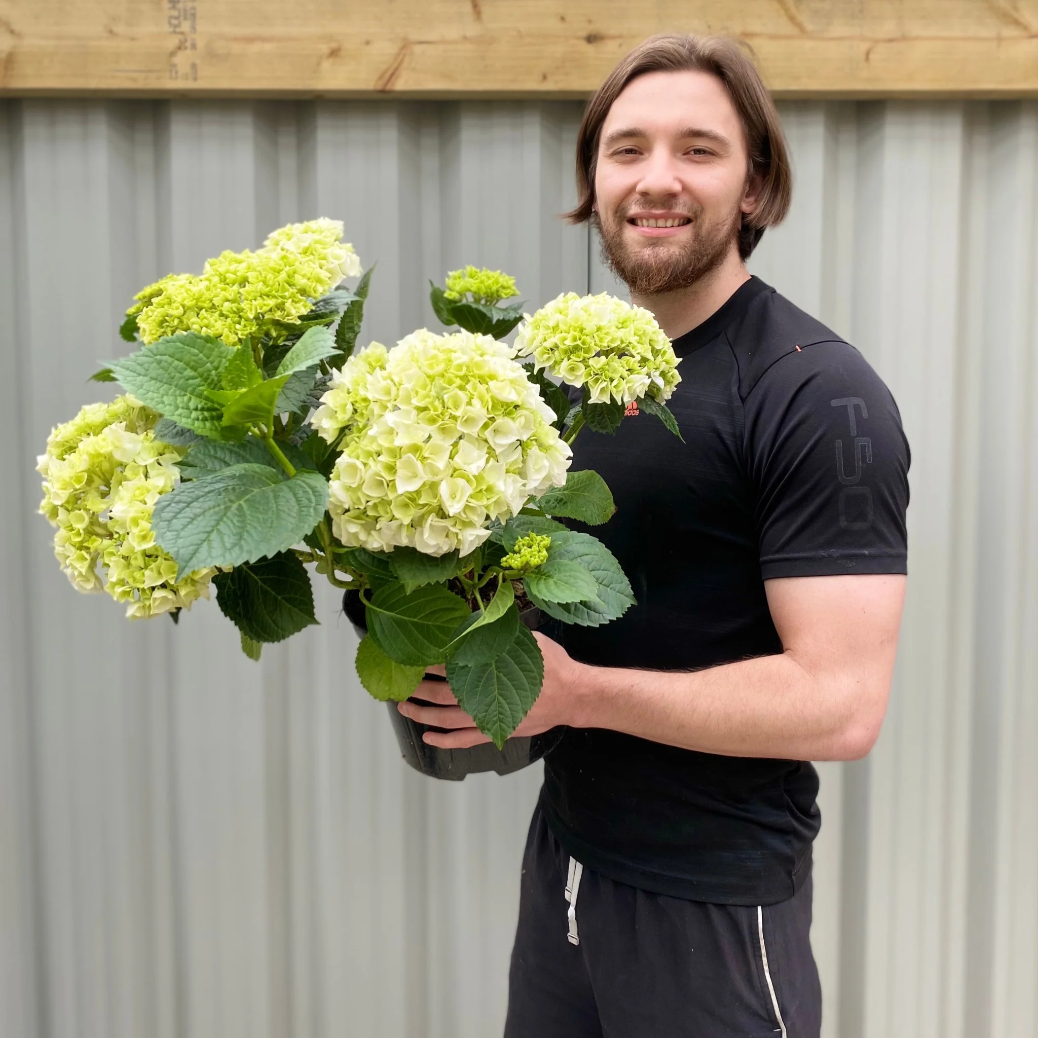 Hydrangea macrophylla 'White Ball' 9cm-10L - Image 5