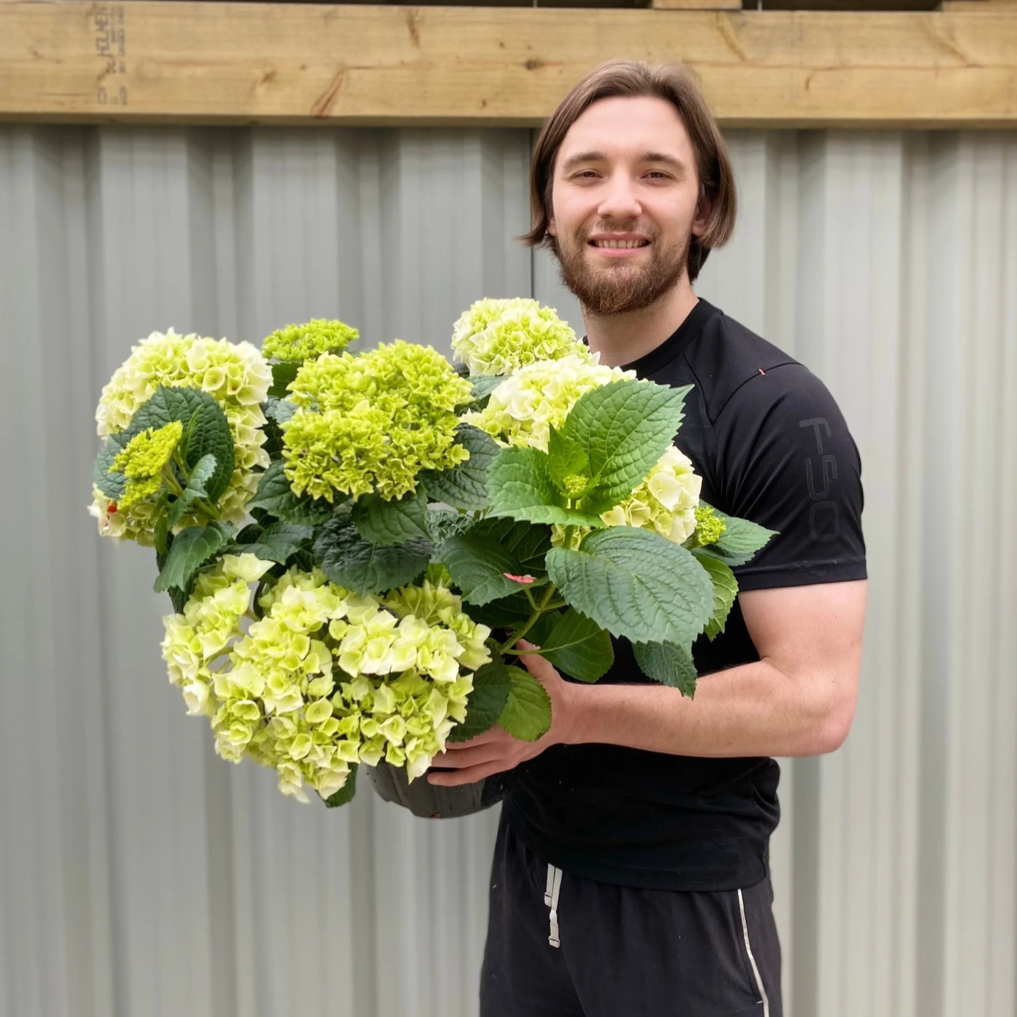 Hydrangea macrophylla 'White Ball' 9cm-10L - Image 6