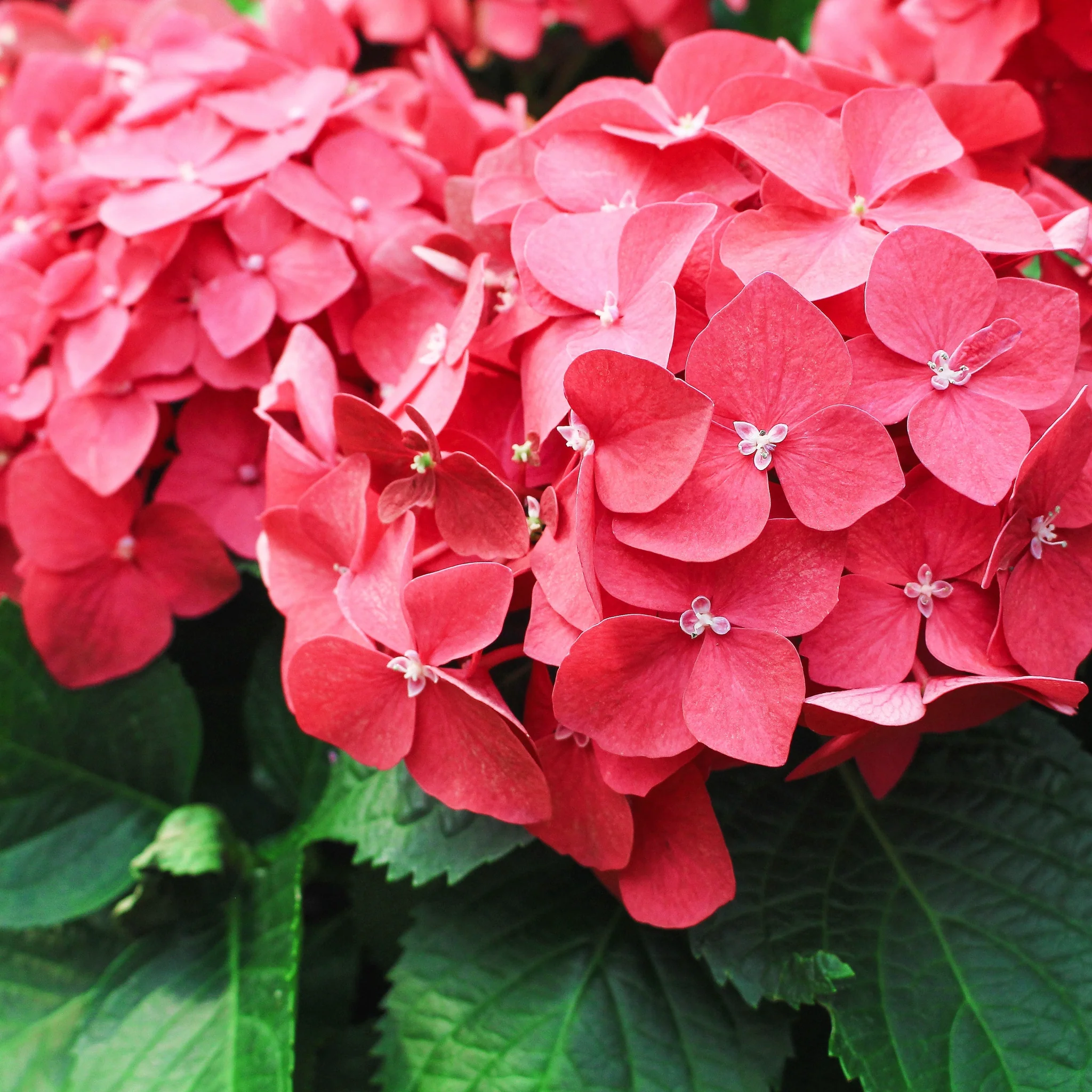 Hydrangea macrophylla  'Red Ball' ( 4 Sizes available) - Image 4