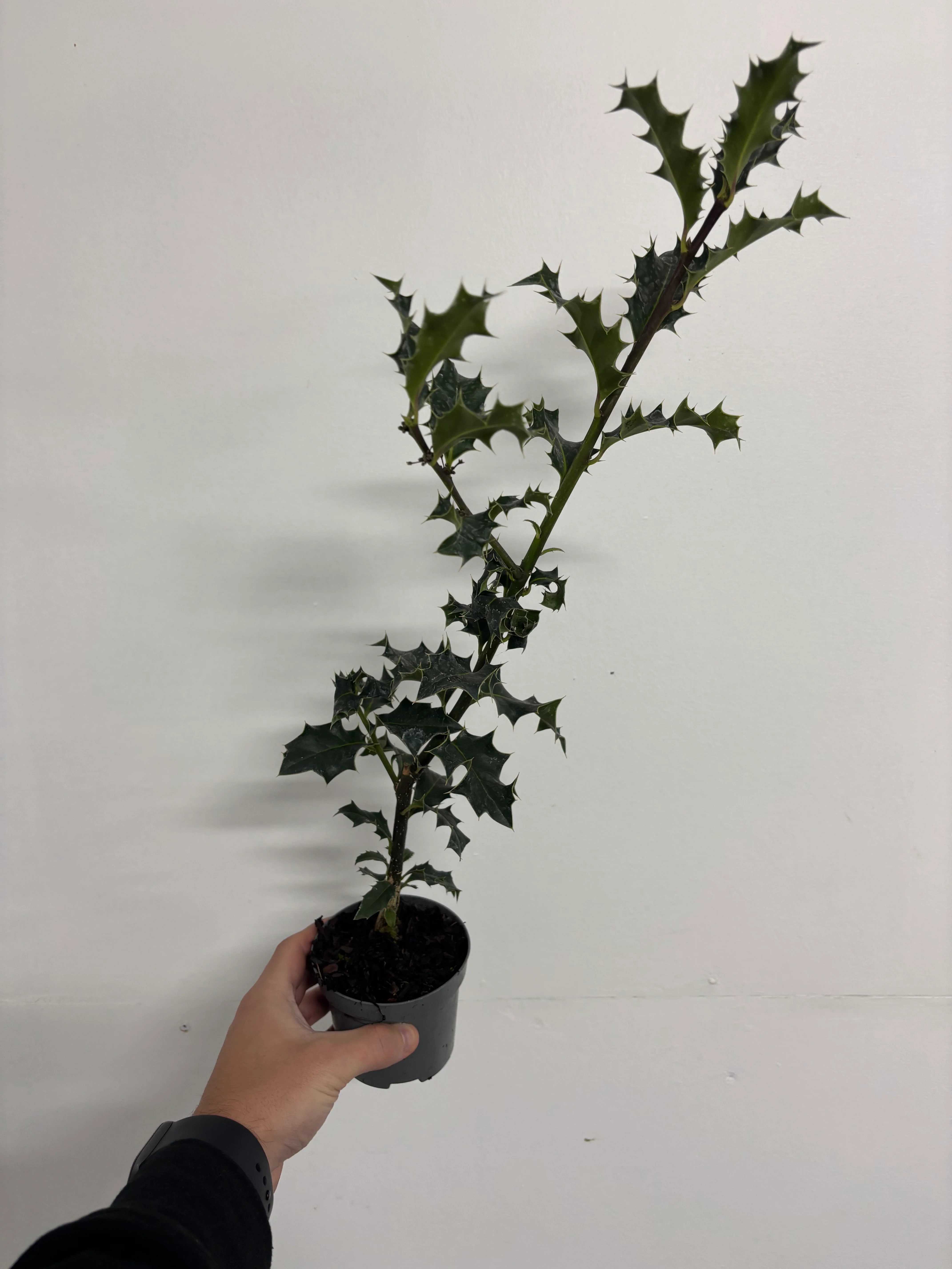 Ilex aquifolium (Holly Bush) 9cm / 2L - Image 3