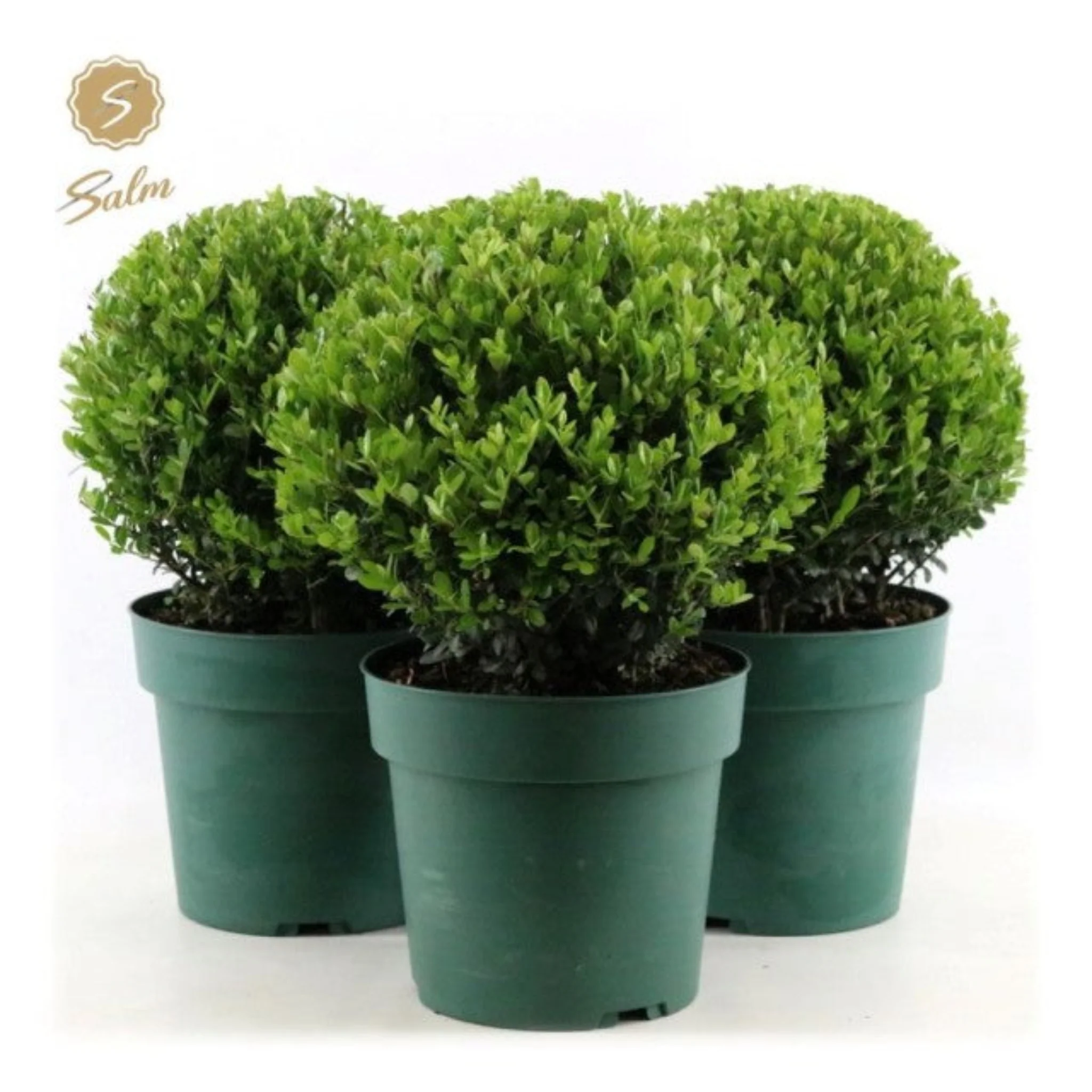 Ilex crenata 'Jenny' Ball 4L - Image 2