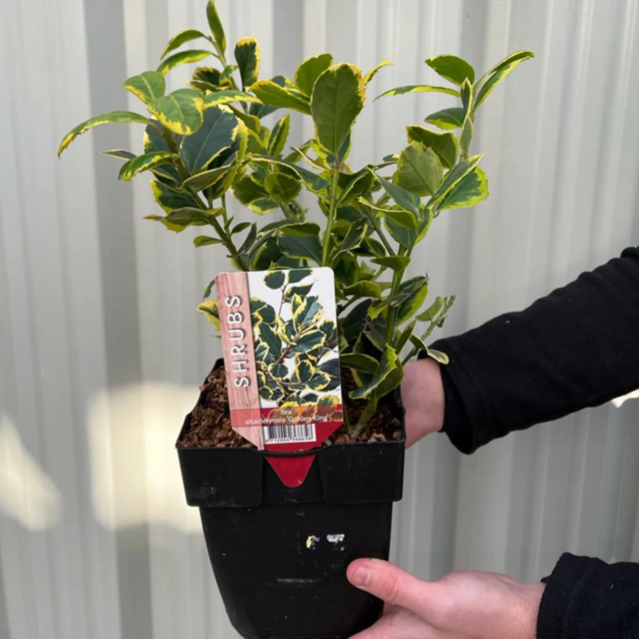 Ilex x altaclarensis  'Golden King' | Variegated Holly 9cm / 2L - Image 4