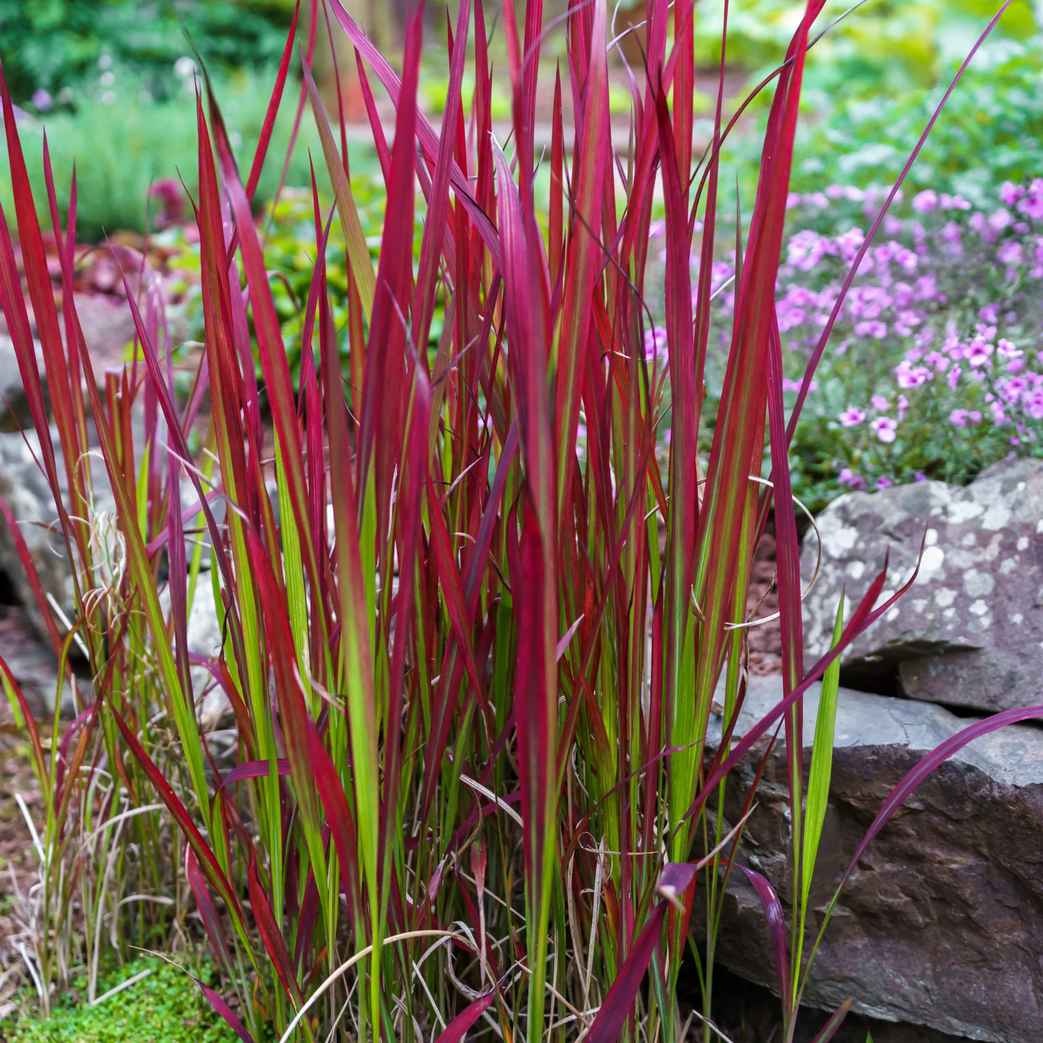 Imperata cylindrica Red Baron (Japanese Blood Grass) 9cm/2L/3L/7.5L - Image 3