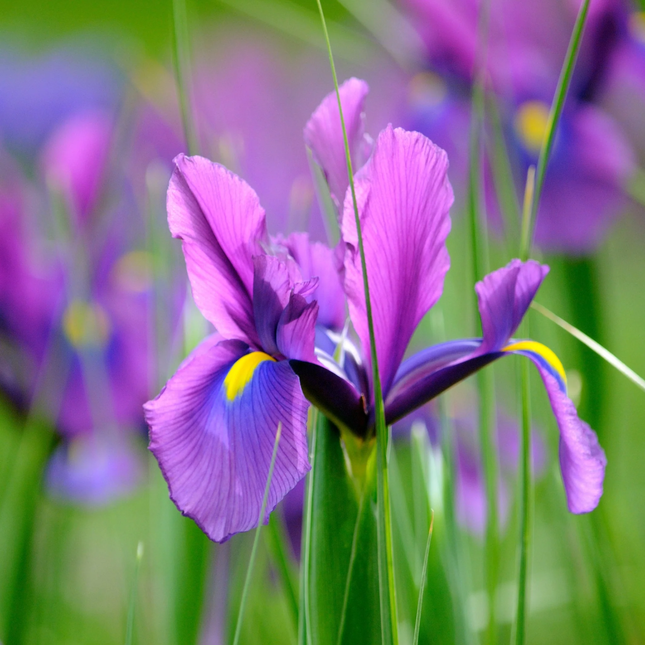 Iris Hollandica Bulbs Mix - Dutch Iris Bulbs (15 Bulbs) - Image 3
