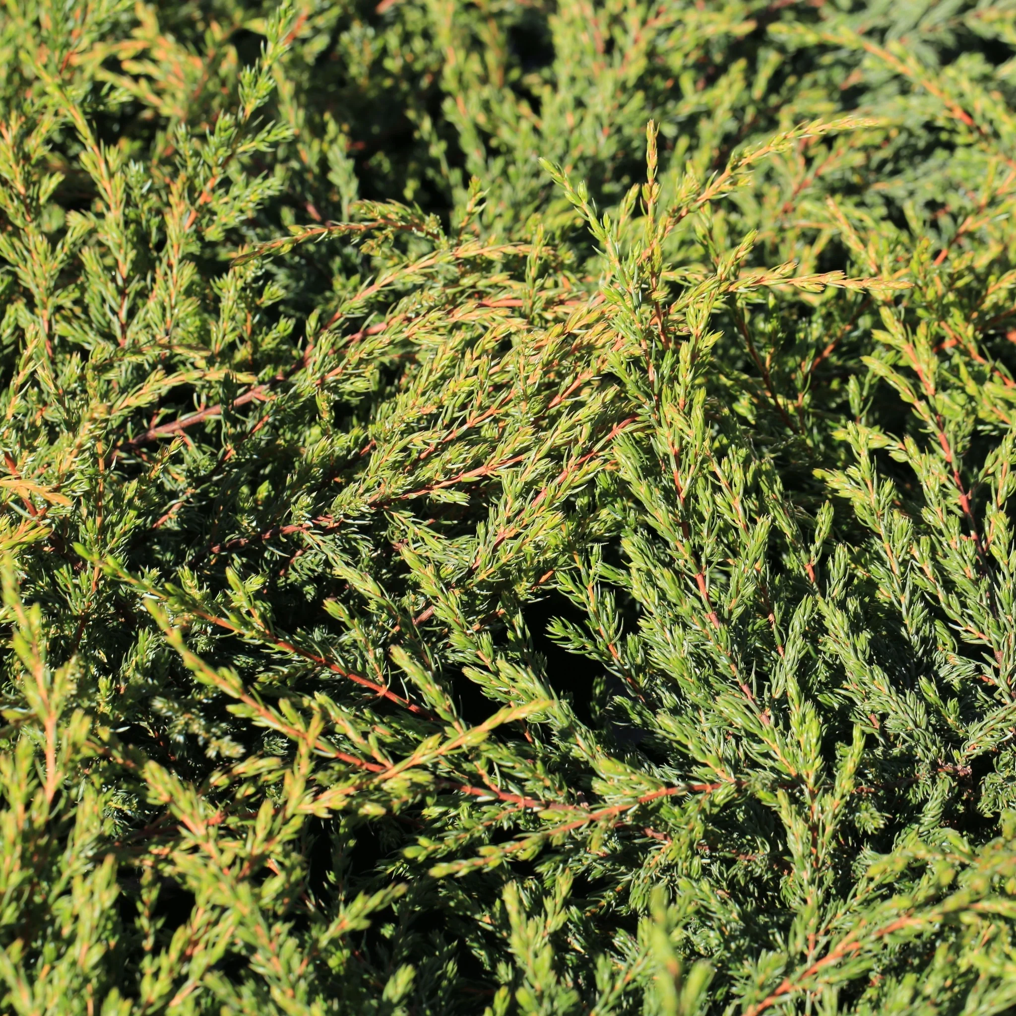 Juniperus communis 'Repanda' 2L - Image 2