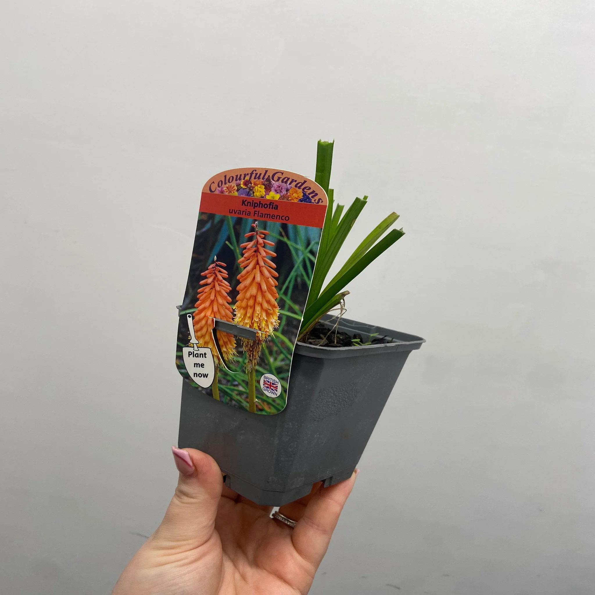 Kniphofia uvaria 'Flamenco' (Red Hot Poker) 9cm/2L - Image 3