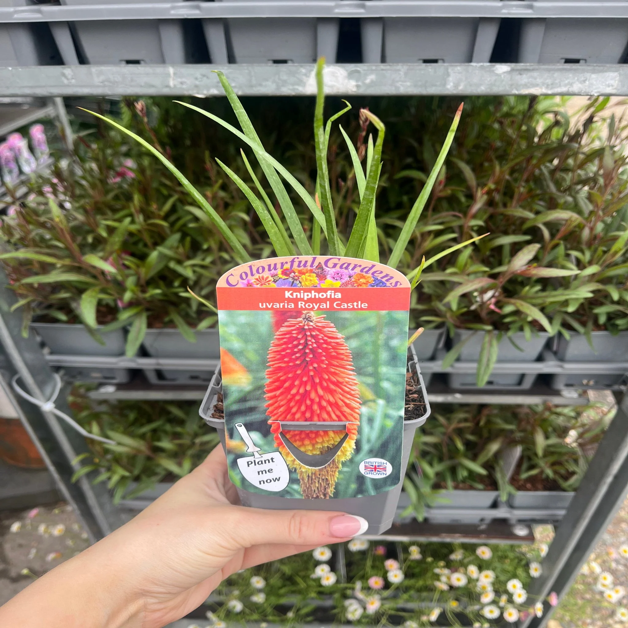 Kniphofia 'Royal Castle' (Red Hot Poker) 9cm/2L - Image 3