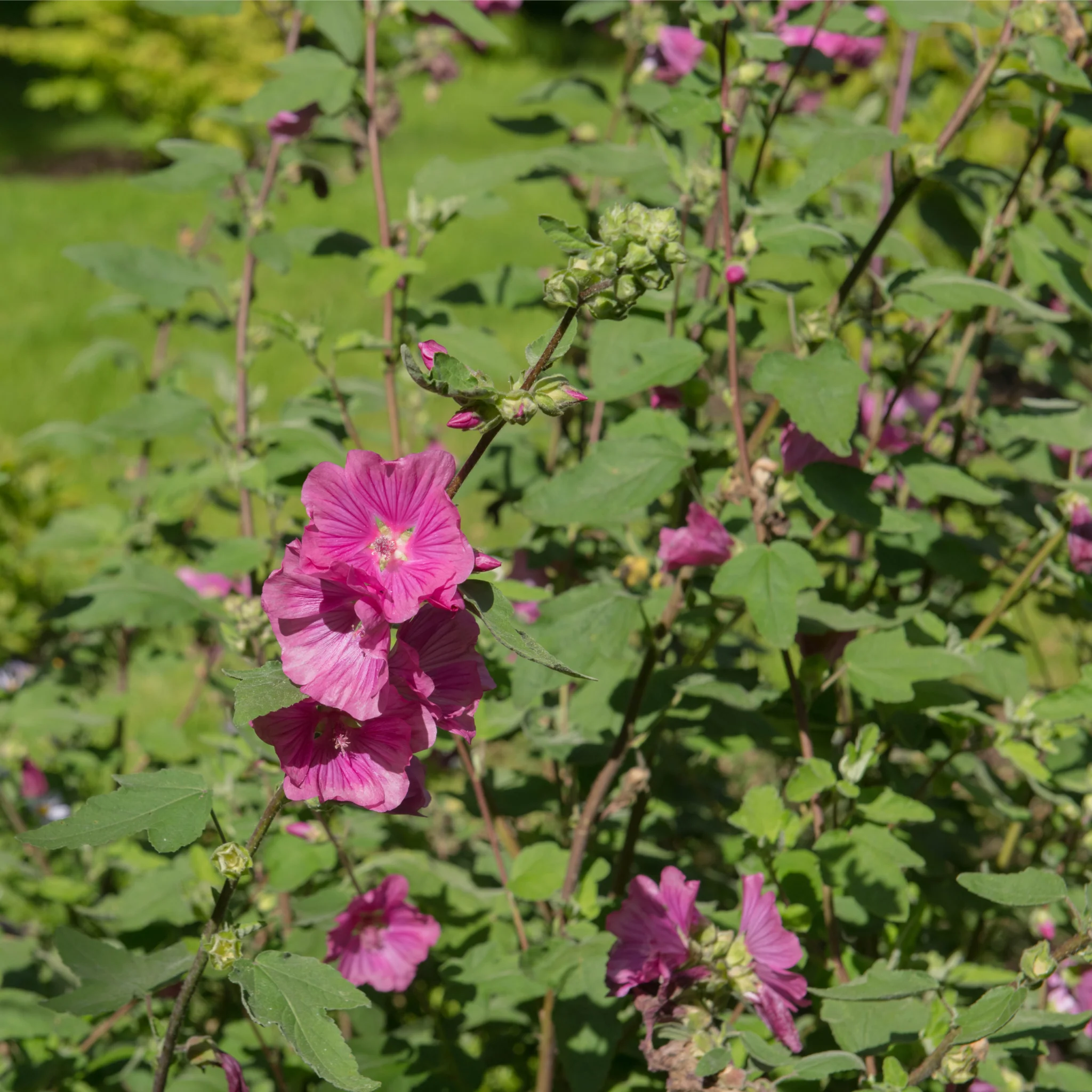 Lavatera 'Burgundy Wine' 2L - Image 2
