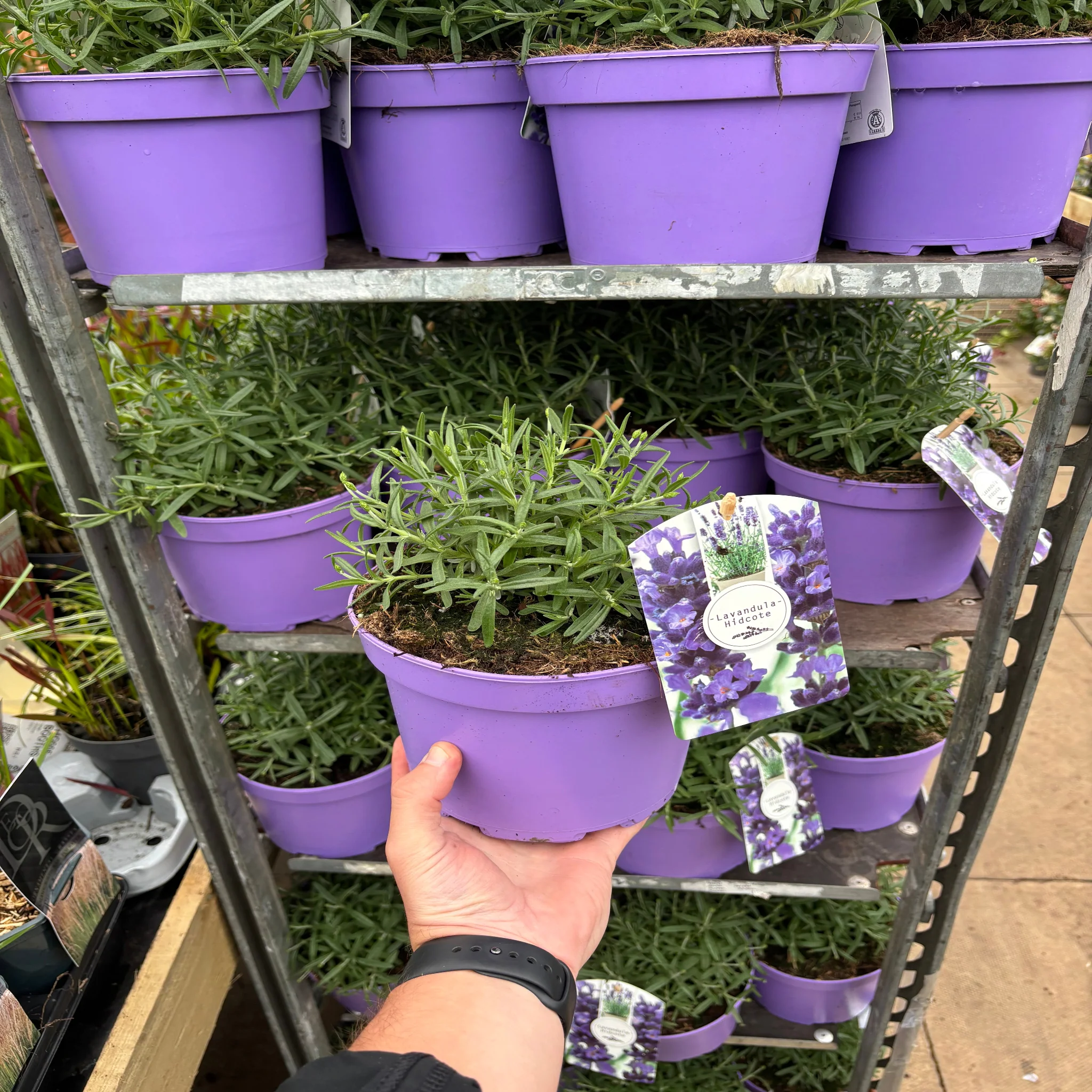 Lavender angustifolia 'Hidcote' (9cm/2L) - Image 3