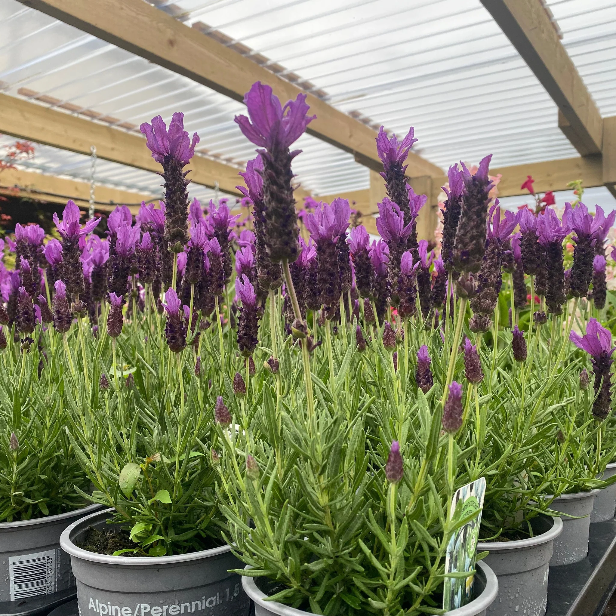 Lavender Stoechas - Javelin Deep Purple 9cm/1.5L/2L - Image 4