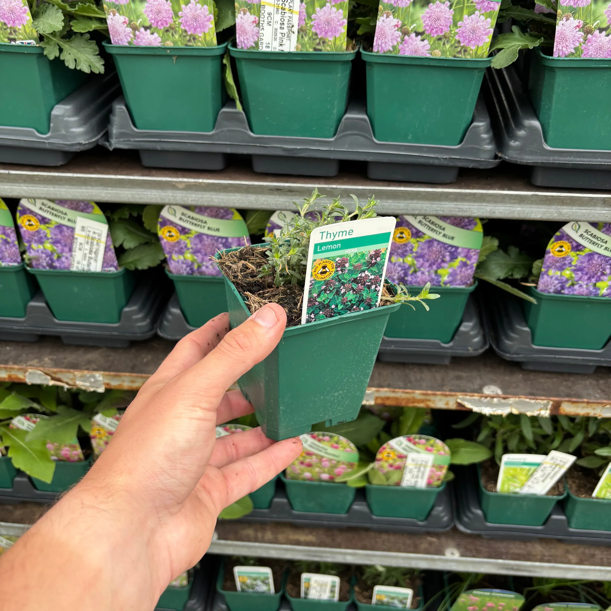 Lemon Thyme (Herb) 9cm - Image 2