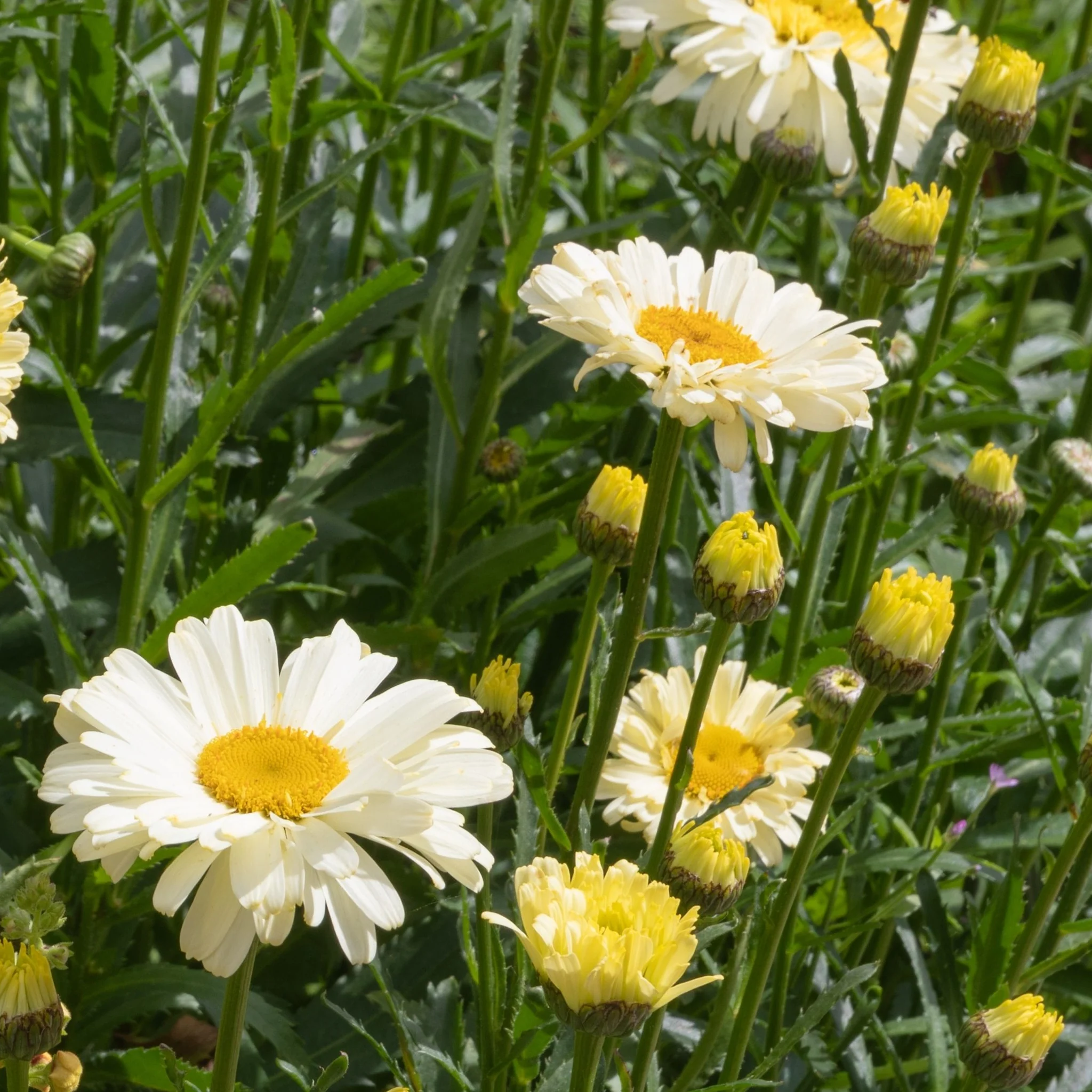 Leucanthemum 'Banana Cream' 2L