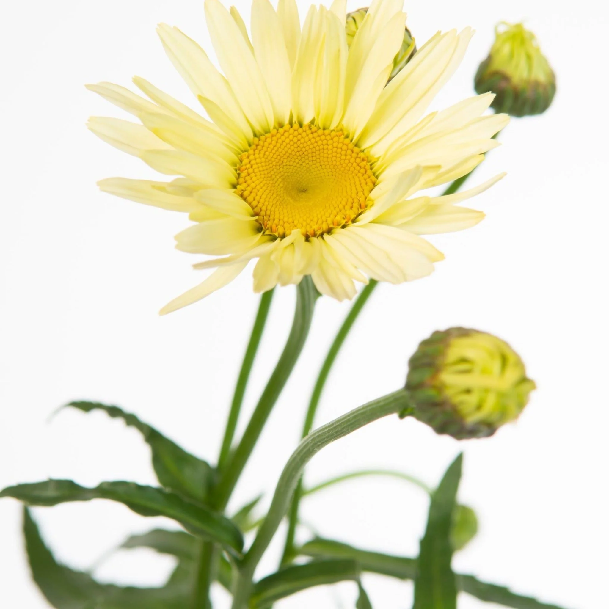 Leucanthemum 'Banana Cream' 2L - Image 2