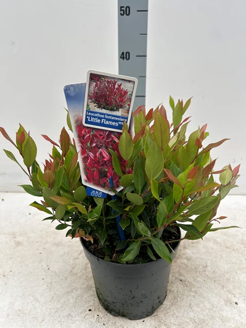 Leucothoe fontanesiana 'Little Flames' 2L - Image 4