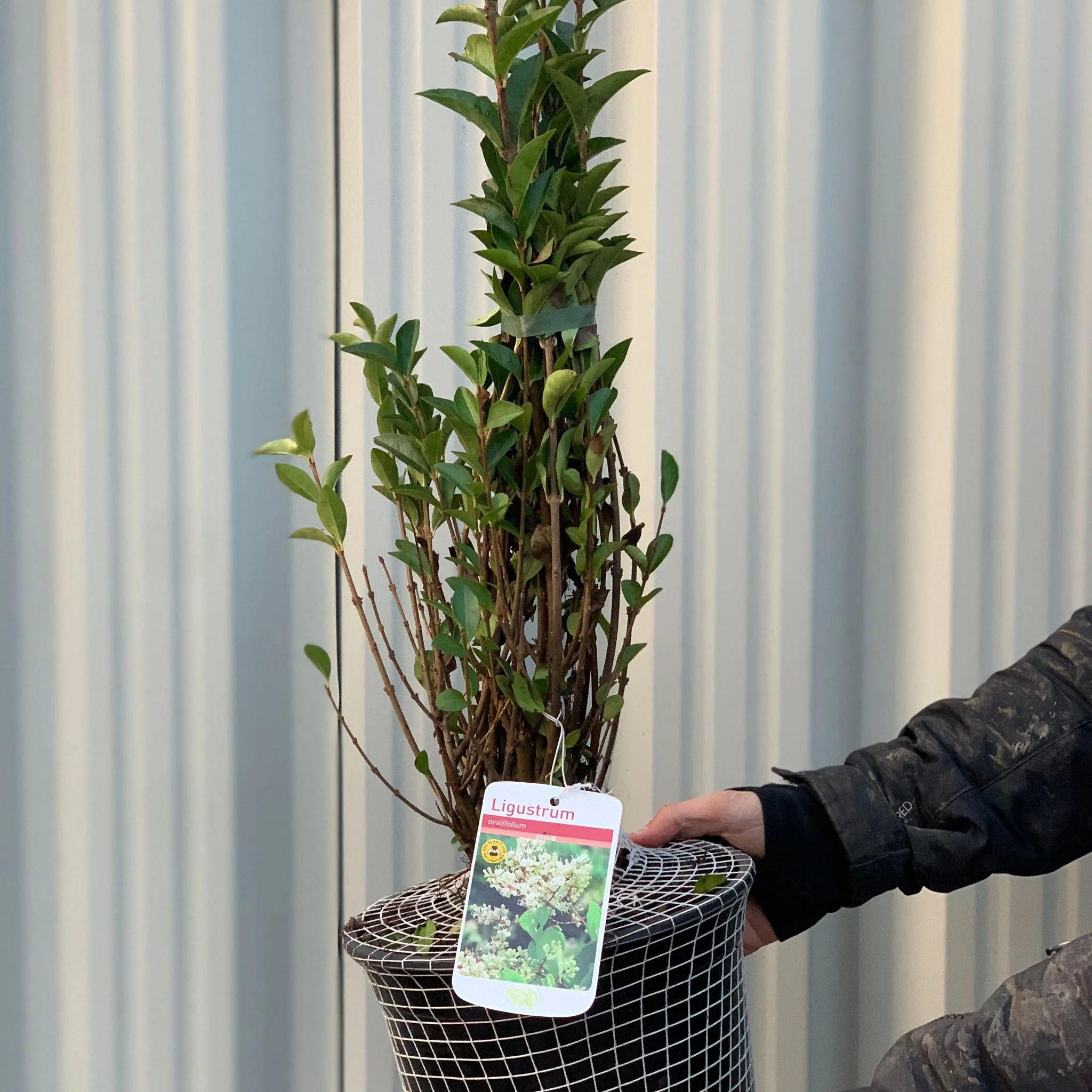 Ligustrum ovalifolium 5L (Privet Hedging) - Image 3