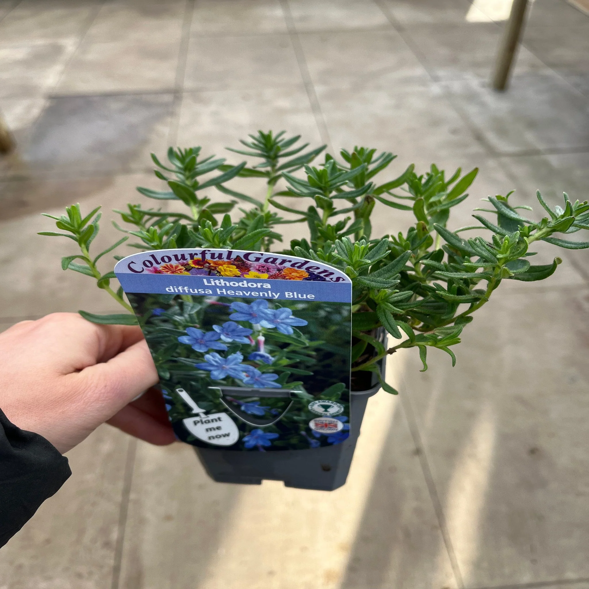 Lithodora 'Heavenly Blue' - Image 2