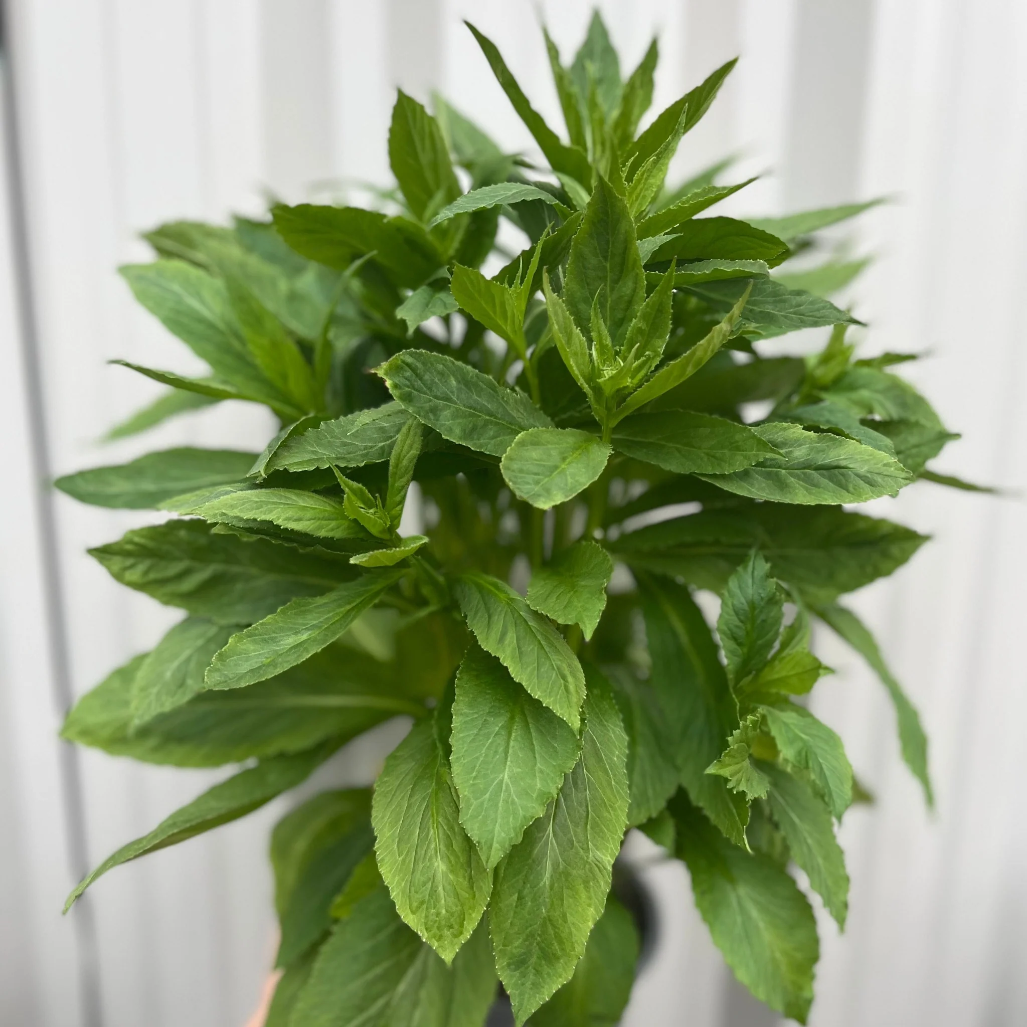 Lobelia Ã— speciosa 'Fan Blue' 1.5L - Image 3