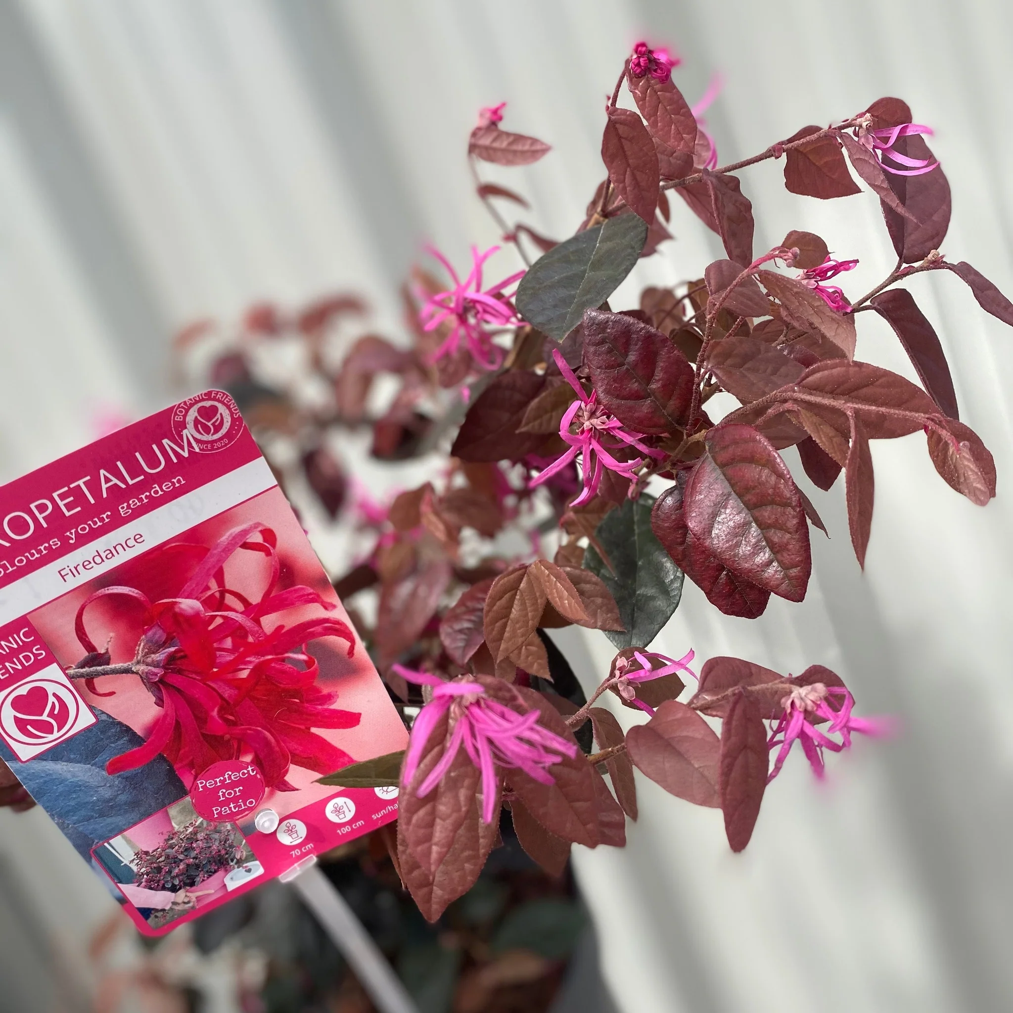 Loropetalum Chinense Fire Dance 2L - Image 2