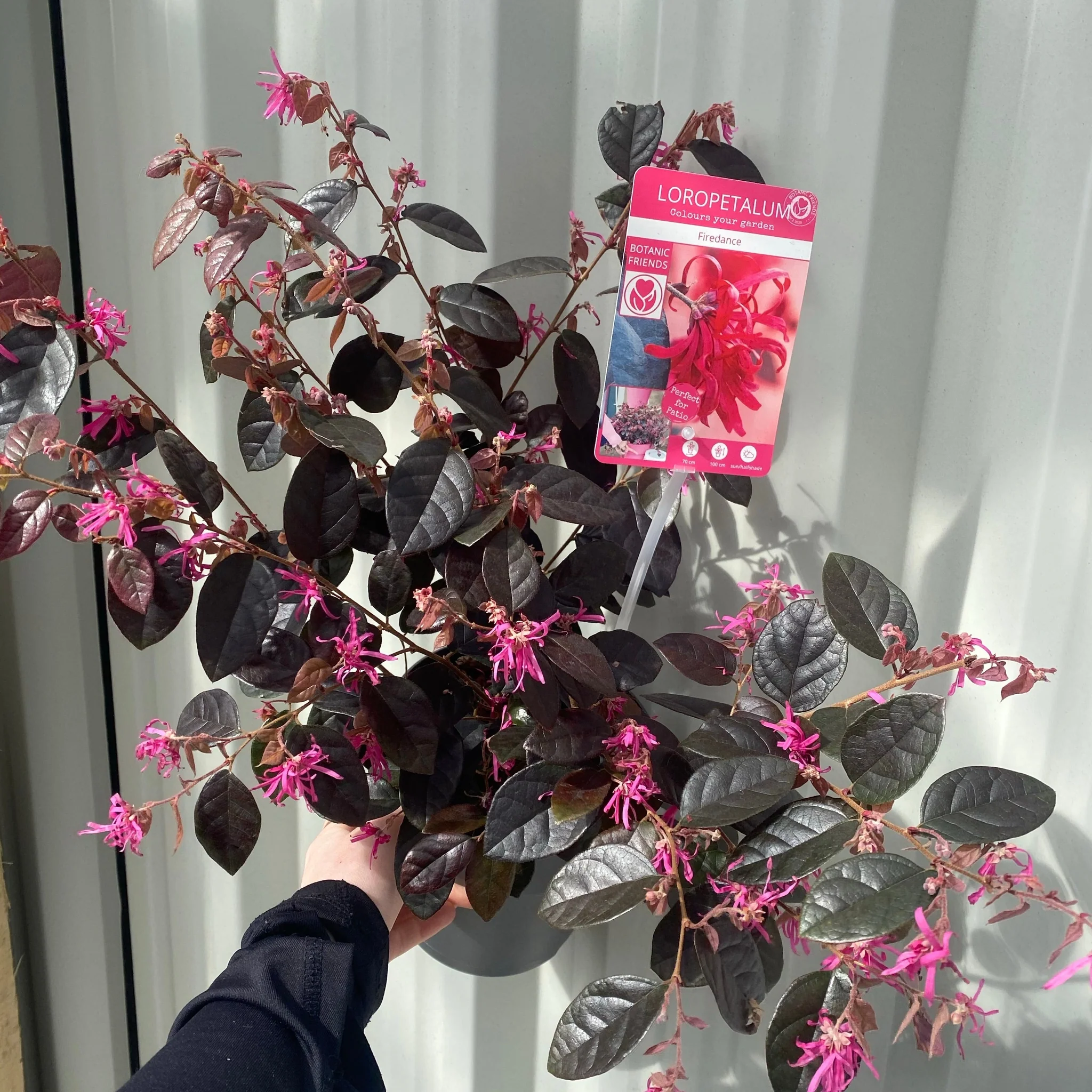 Loropetalum Chinense Fire Dance 2L - Image 3