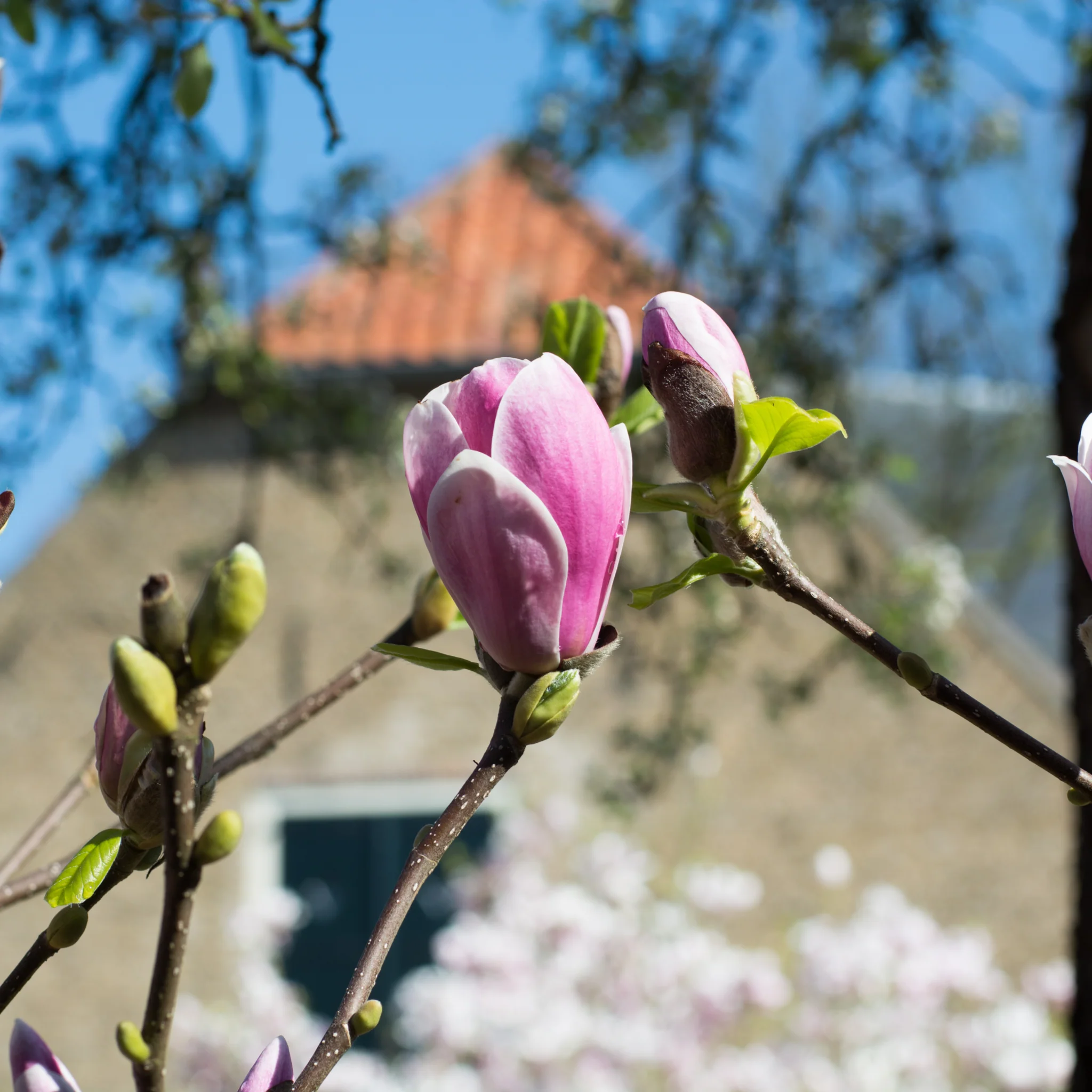 Magnolia 'George Henry Kern' 1/3L - Image 2